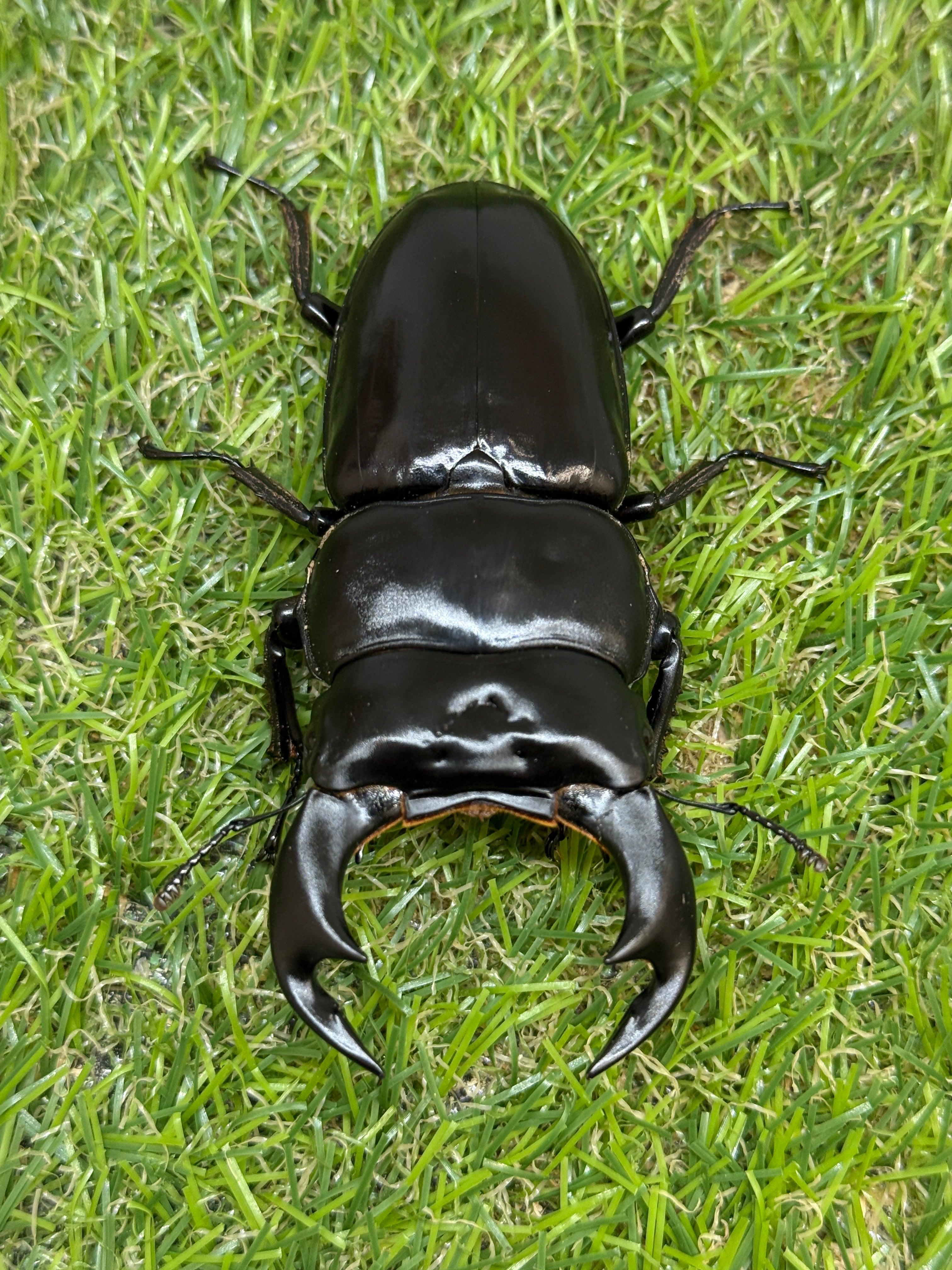 インドアンタエウスオオクワガタ(ガントク) ♂82.7mm成虫ペア – 昆虫