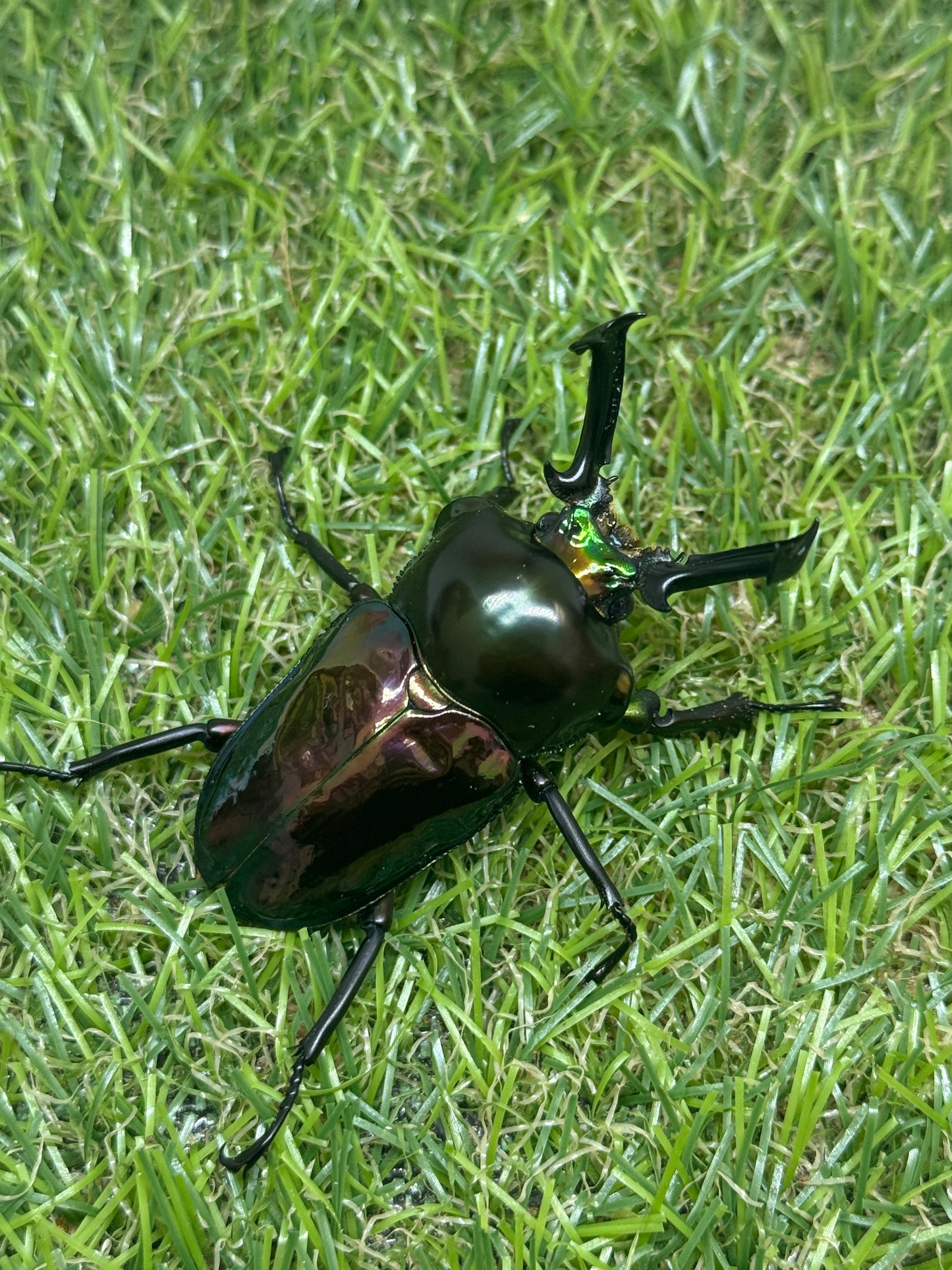 ニジイロクワガタ　♂58mm成虫ペア