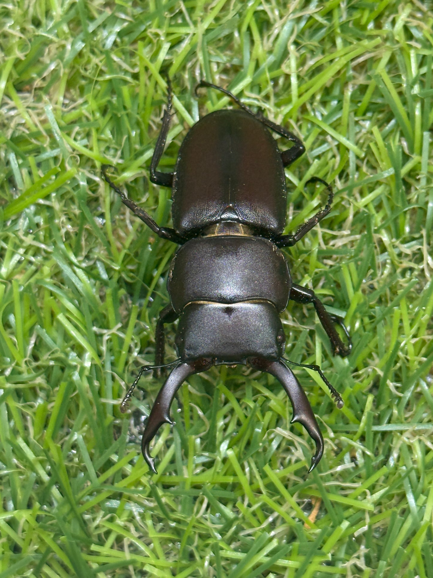 ヤクシマコクワガタ　♂41.8mm成虫ペア