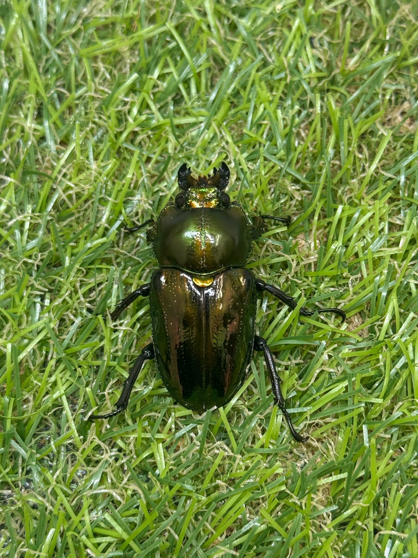 ニジイロクワガタ　♂55mm成虫ペア