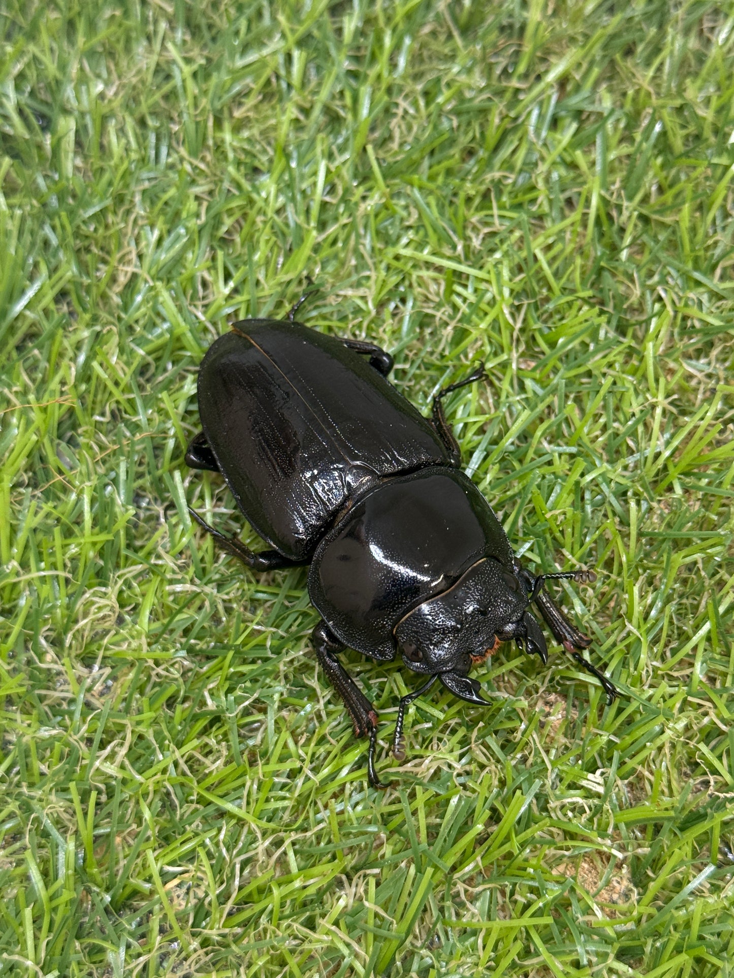 オオクワガタ　奈良輪川西　♂83.7mm成虫ペア　2026年ブリード個体