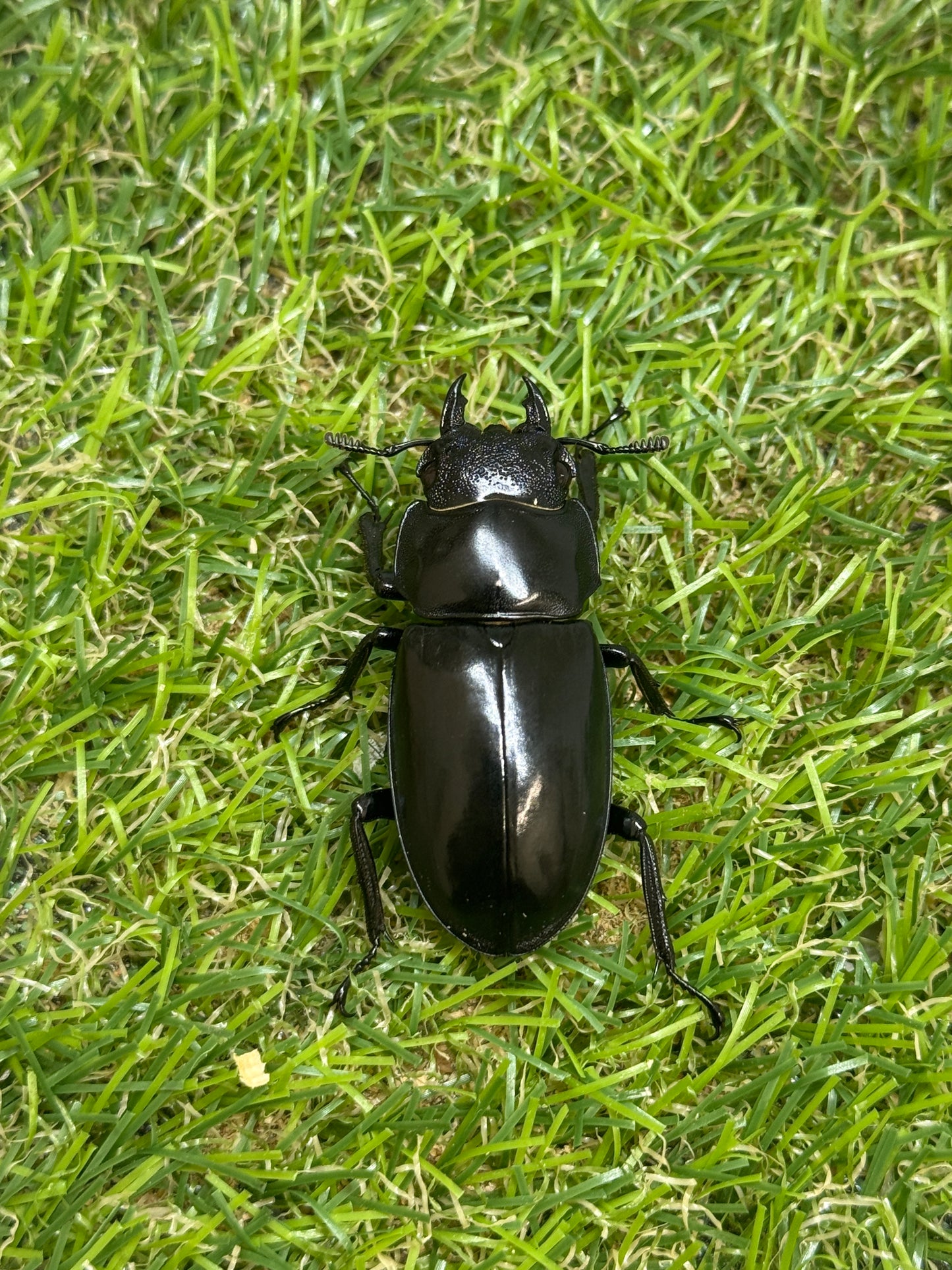 パリーフタマタクワガタ(セアカフタマタクワガタ)　♂82.3mm成虫ペア