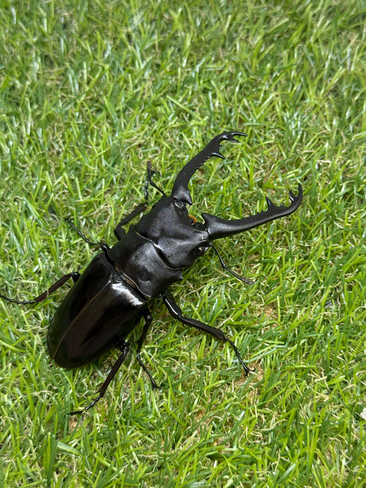 ギラファノコギリクワガタ　ニシカワイ　♂89mm成虫ペア