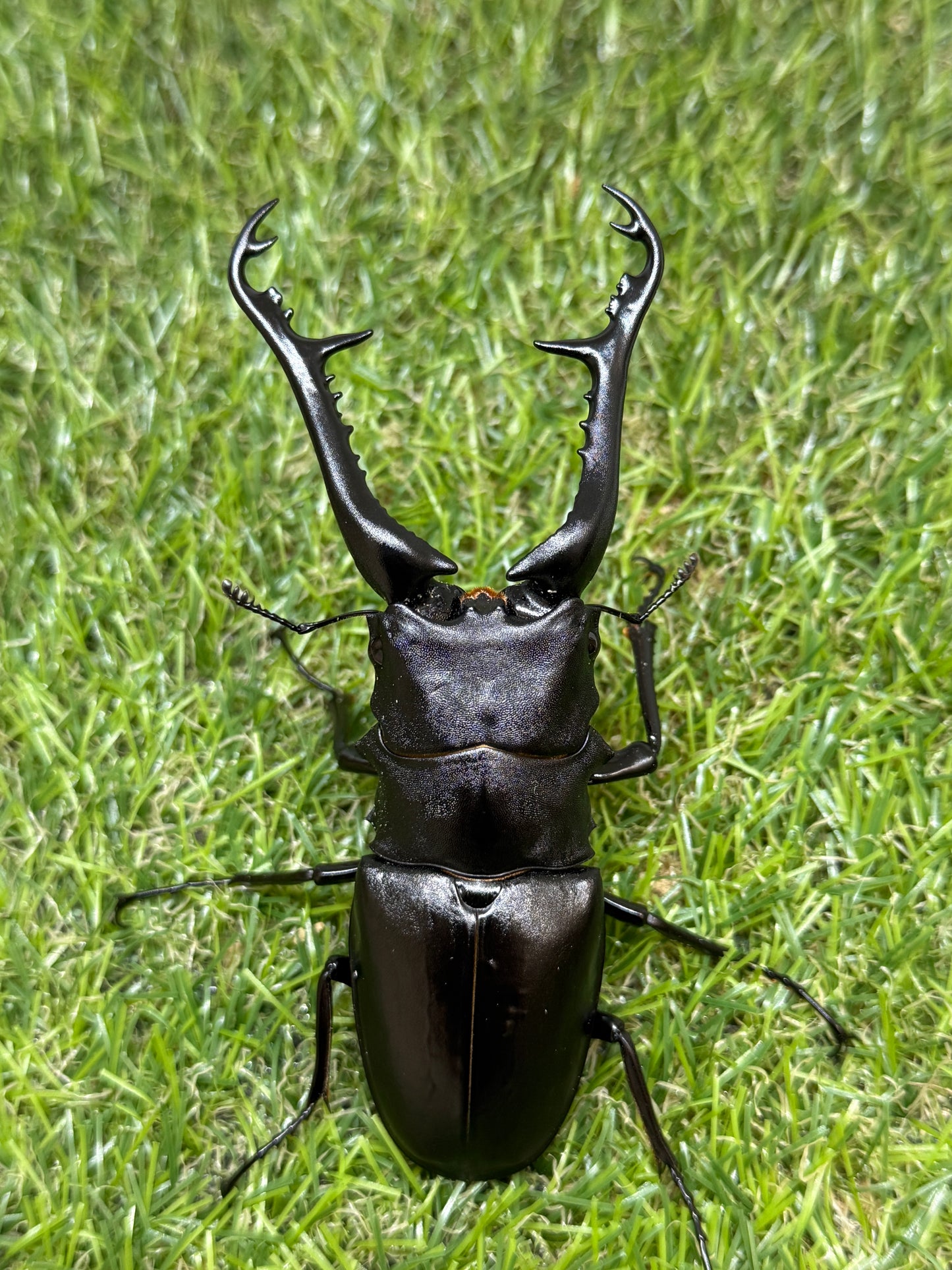 ギラファノコギリクワガタ　ケイスケ　♂107.5mm成虫ペア