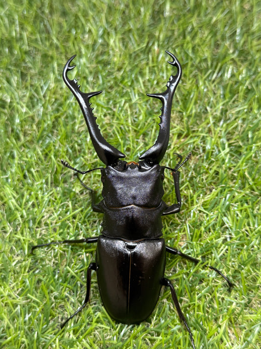 ギラファノコギリクワガタ　ケイスケ　♂107.5mm成虫ペア