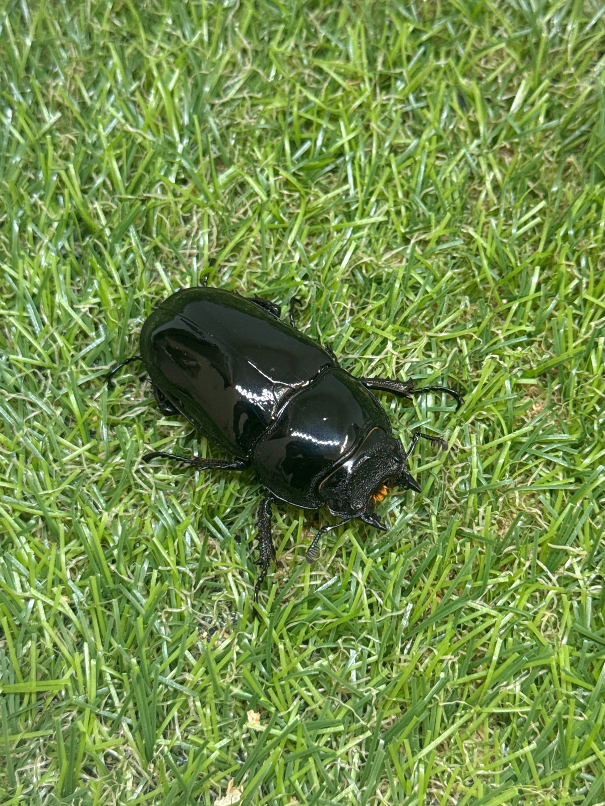 タランドゥスオオツヤクワガタ　♂75mm成虫ペア
