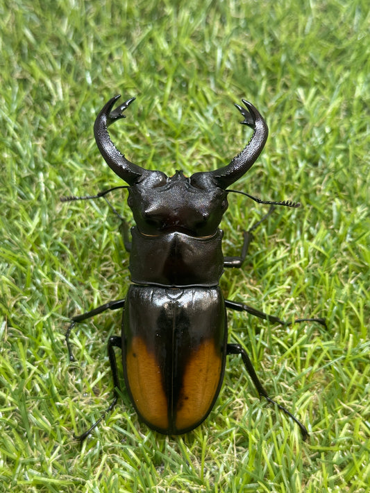 パリーフタマタクワガタ(セアカフタマタクワガタ)　♂82.5mm成虫ペア