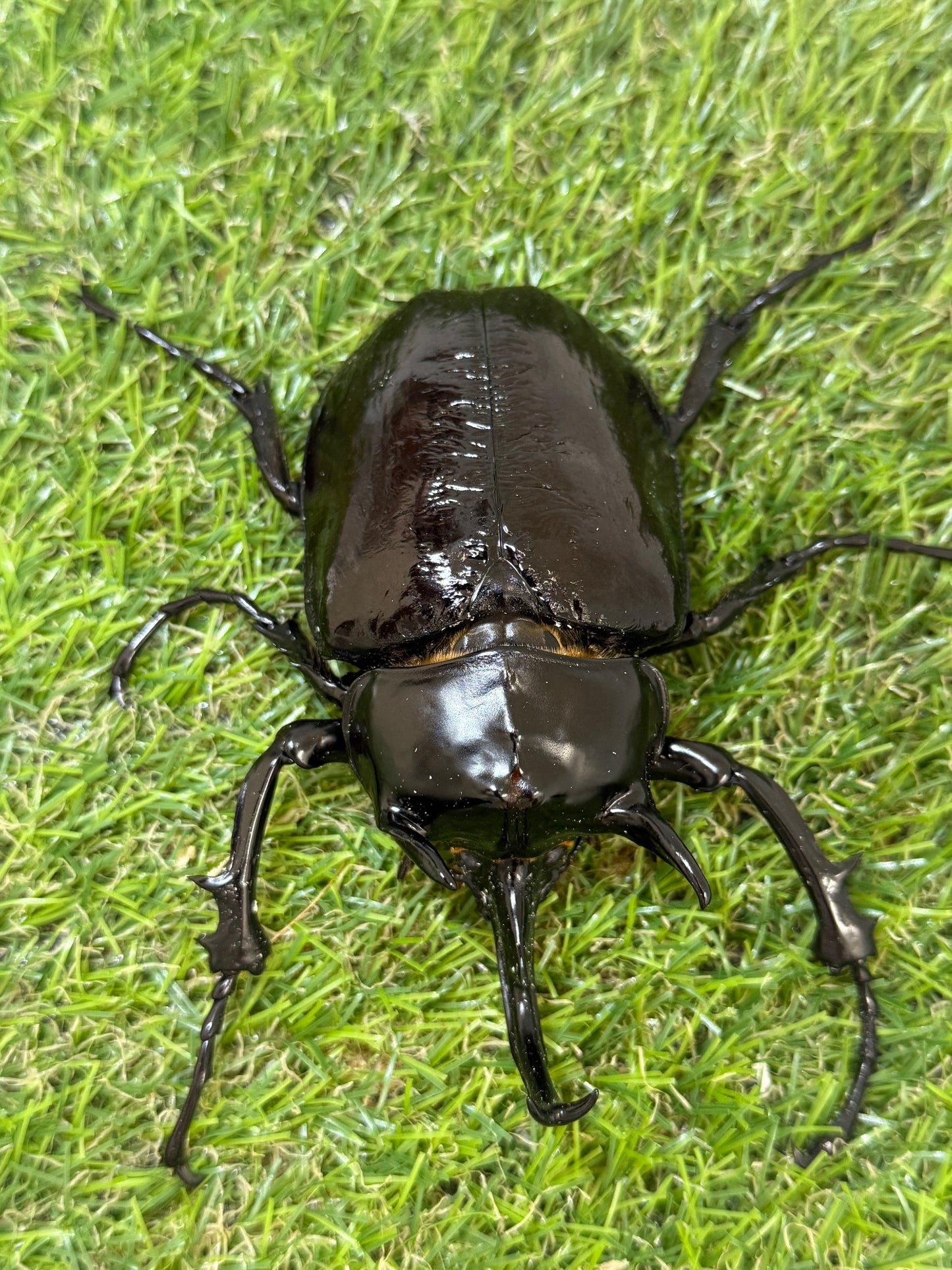 マルスゾウカブト　♂106mm成虫ペア