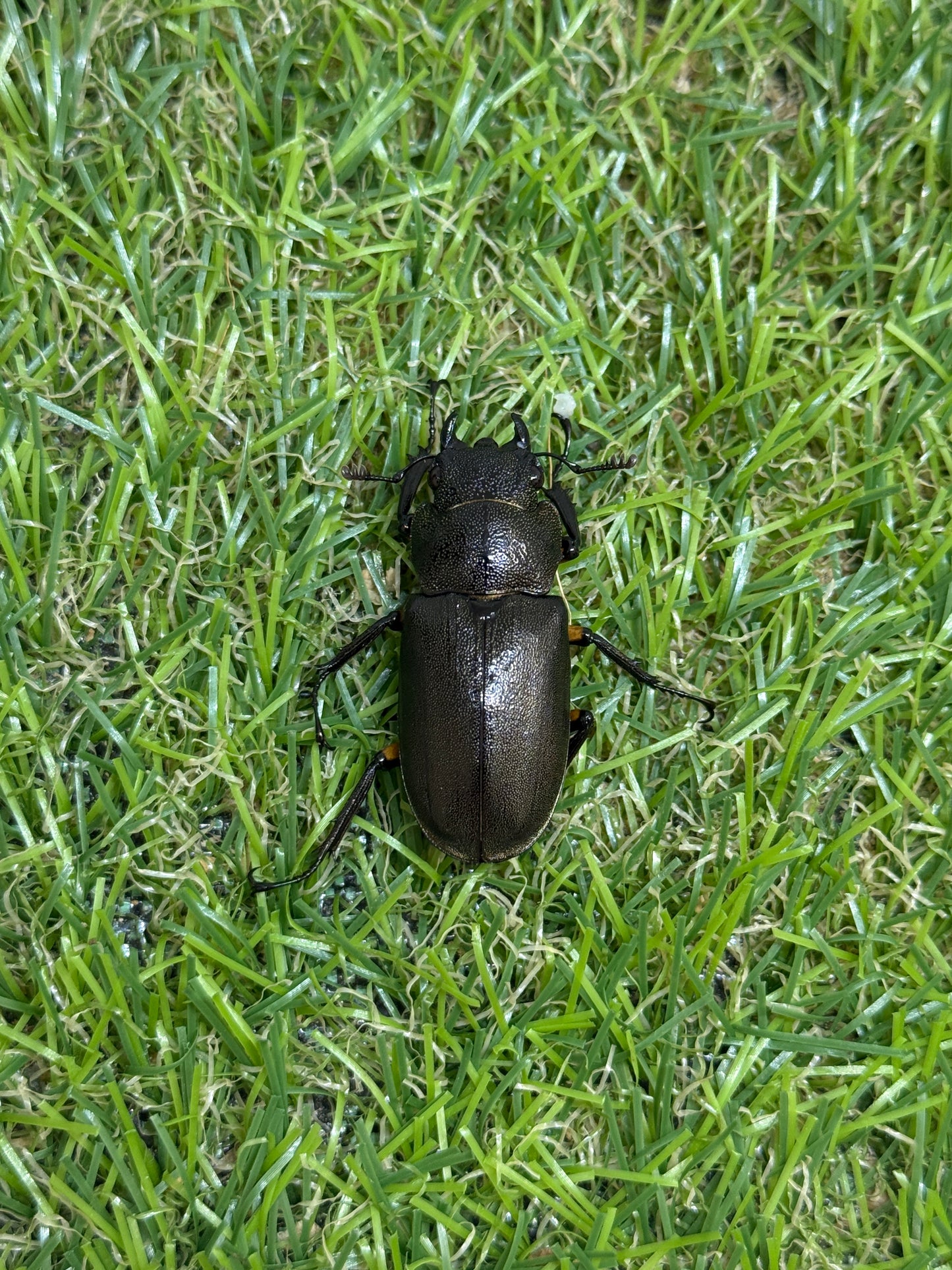 エラフスホソアカクワガタ　♂61.5mm成虫ペア