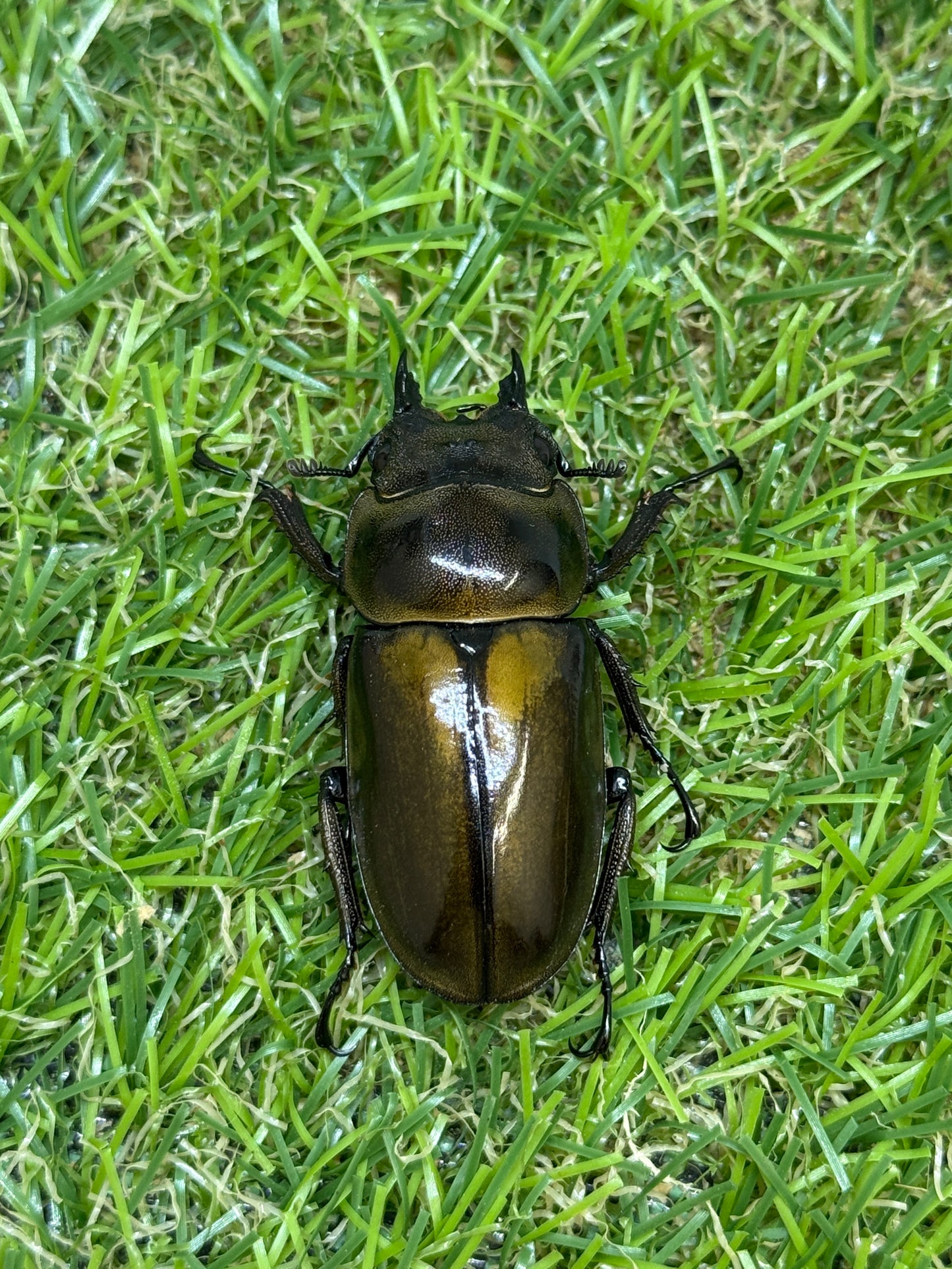 ババオウゴンオニクワガタ　♀41.8mm単品