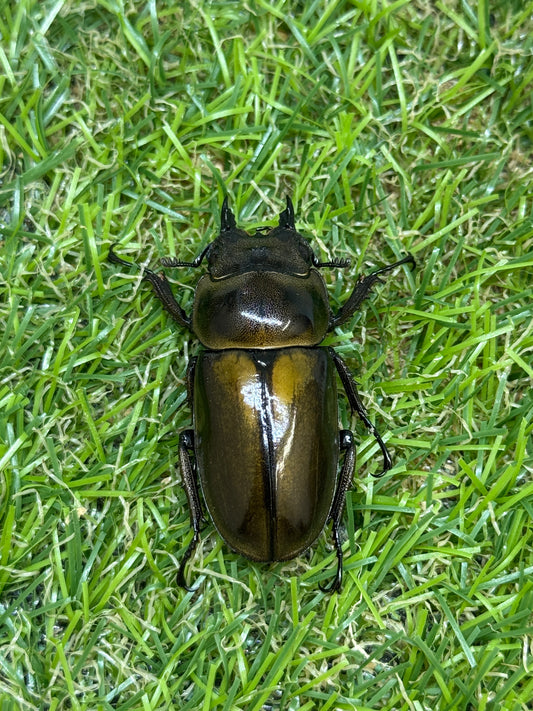 ババオウゴンオニクワガタ　♀41.8mm単品
