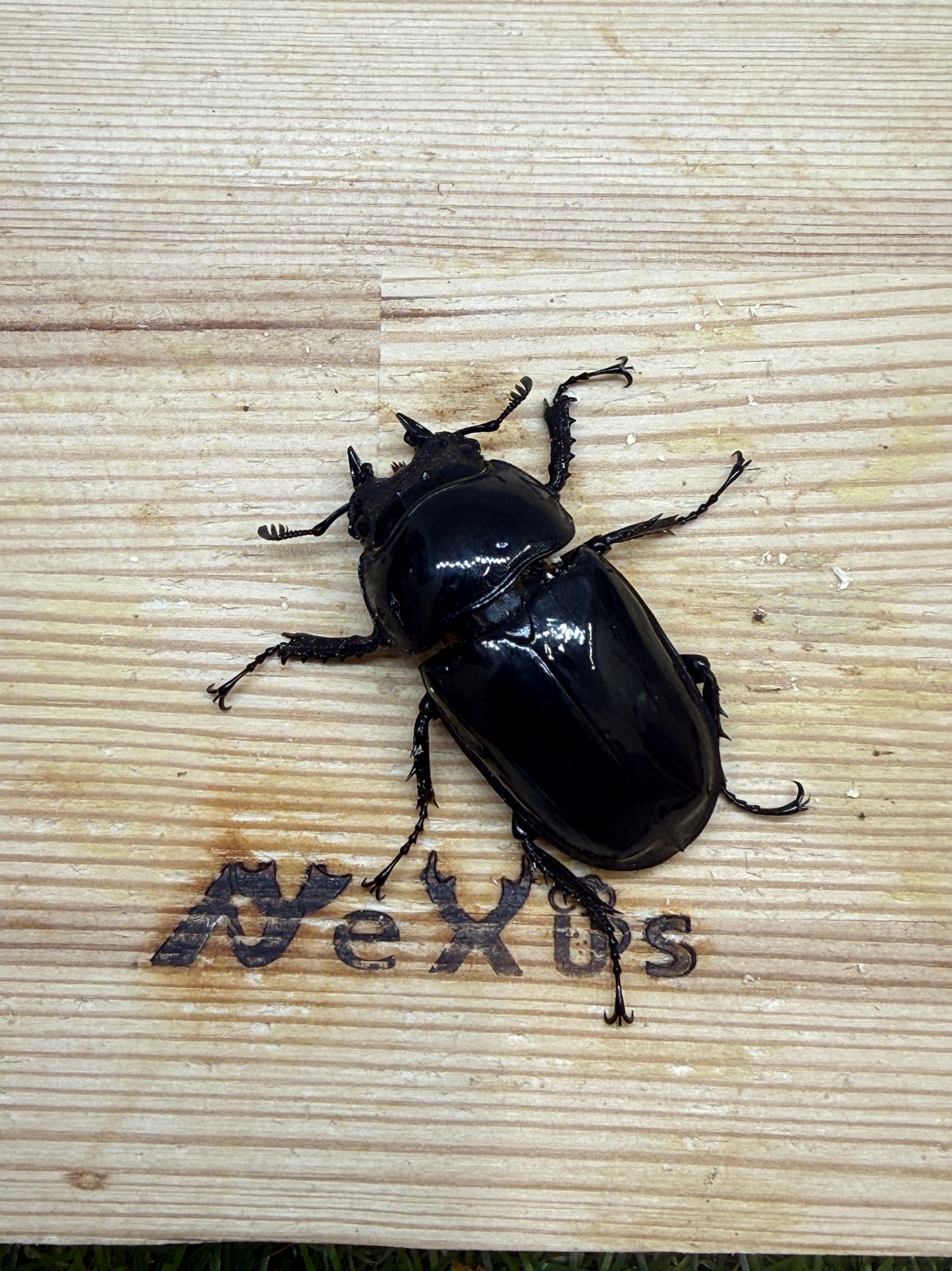タランドゥスオオツヤクワガタ　♀44.5mm単品