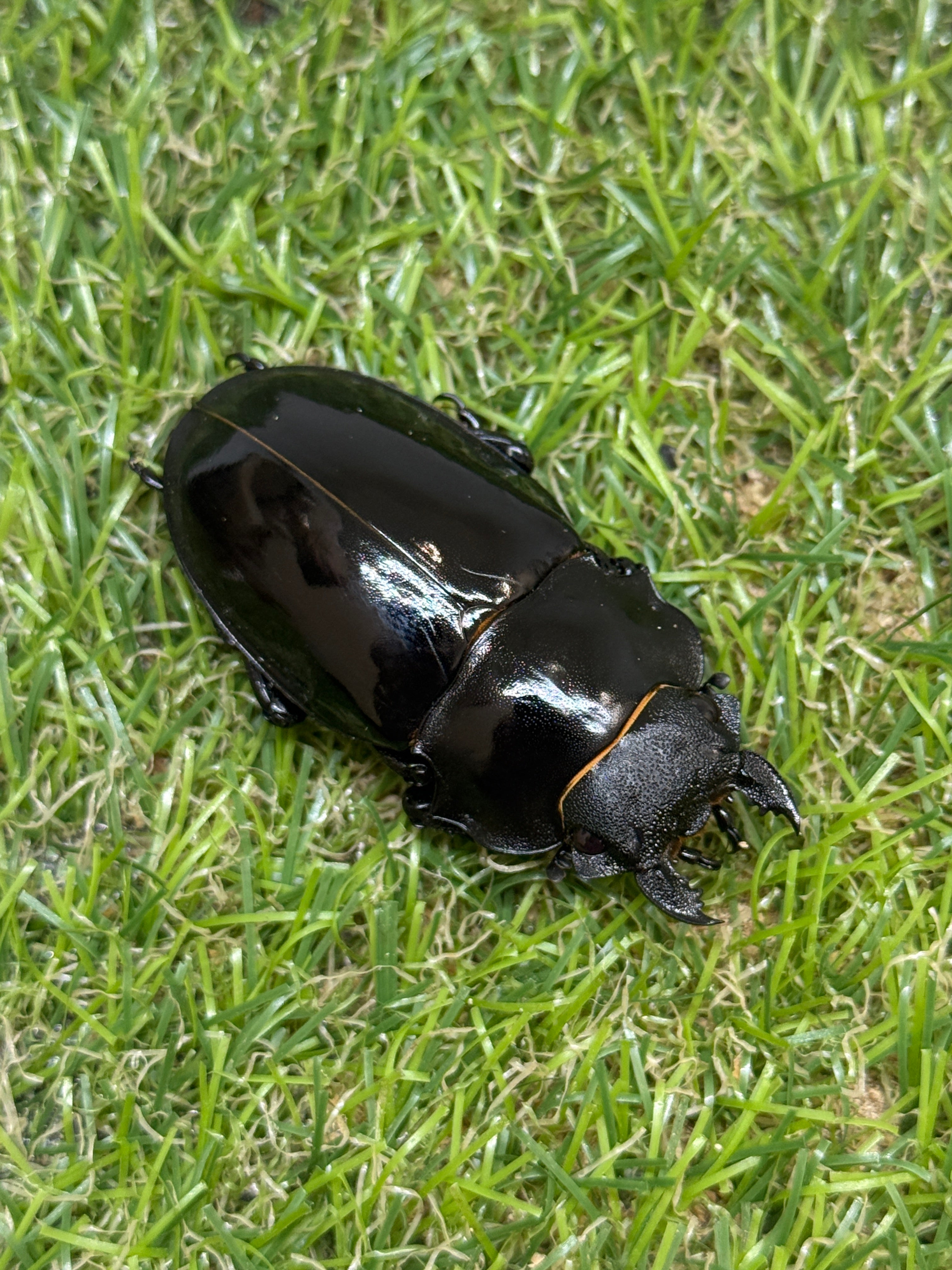 インターメディアツヤクワガタ ♀55.8mm単品 – 昆虫ショップNexus