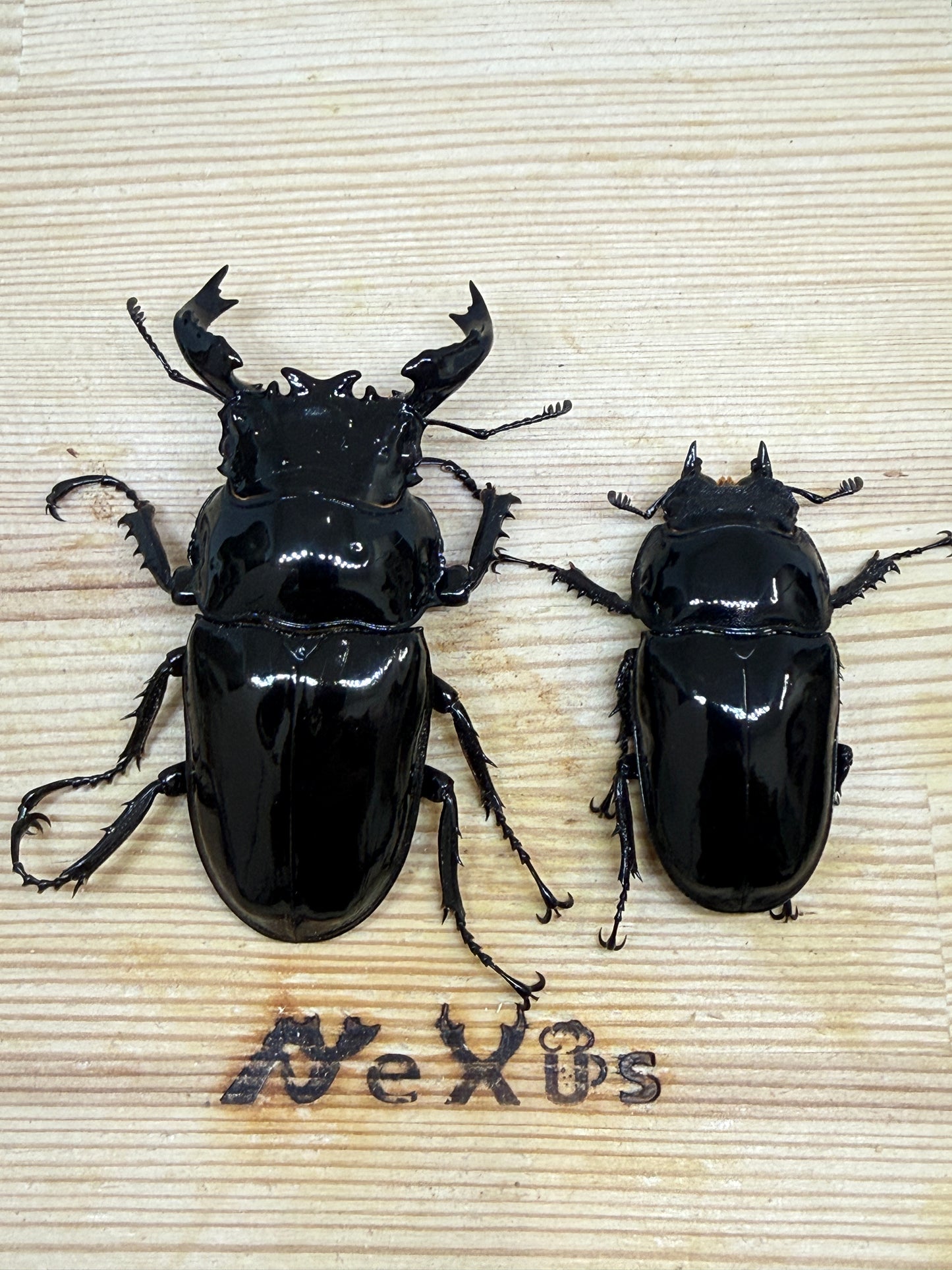 タランドゥスオオツヤクワガタ　♂75mm成虫ペア