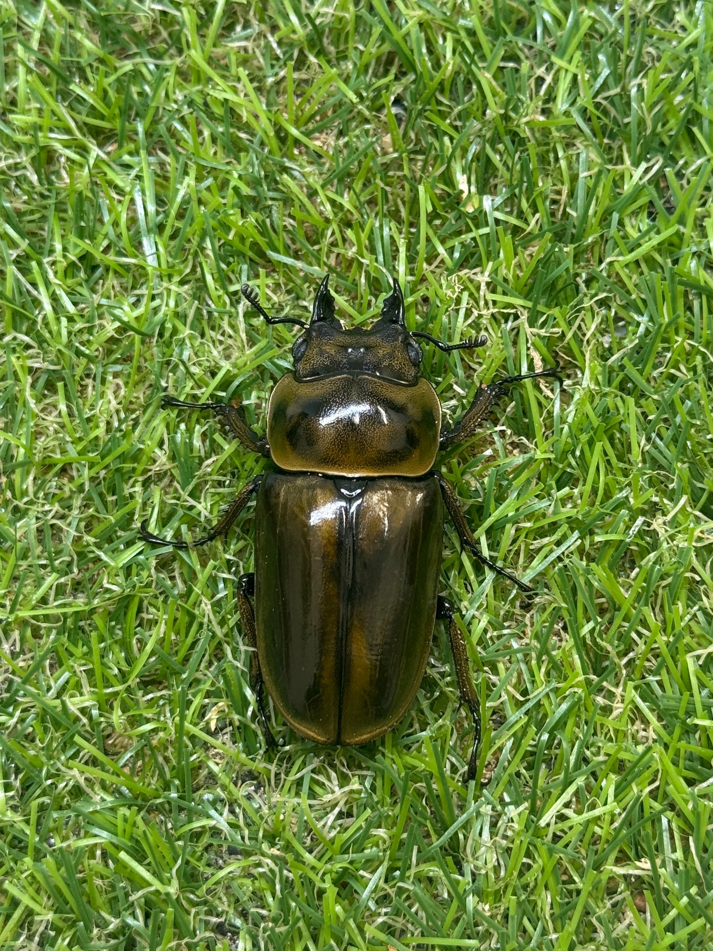 ババオウゴンオニクワガタ　♂62.1mm成虫ペア