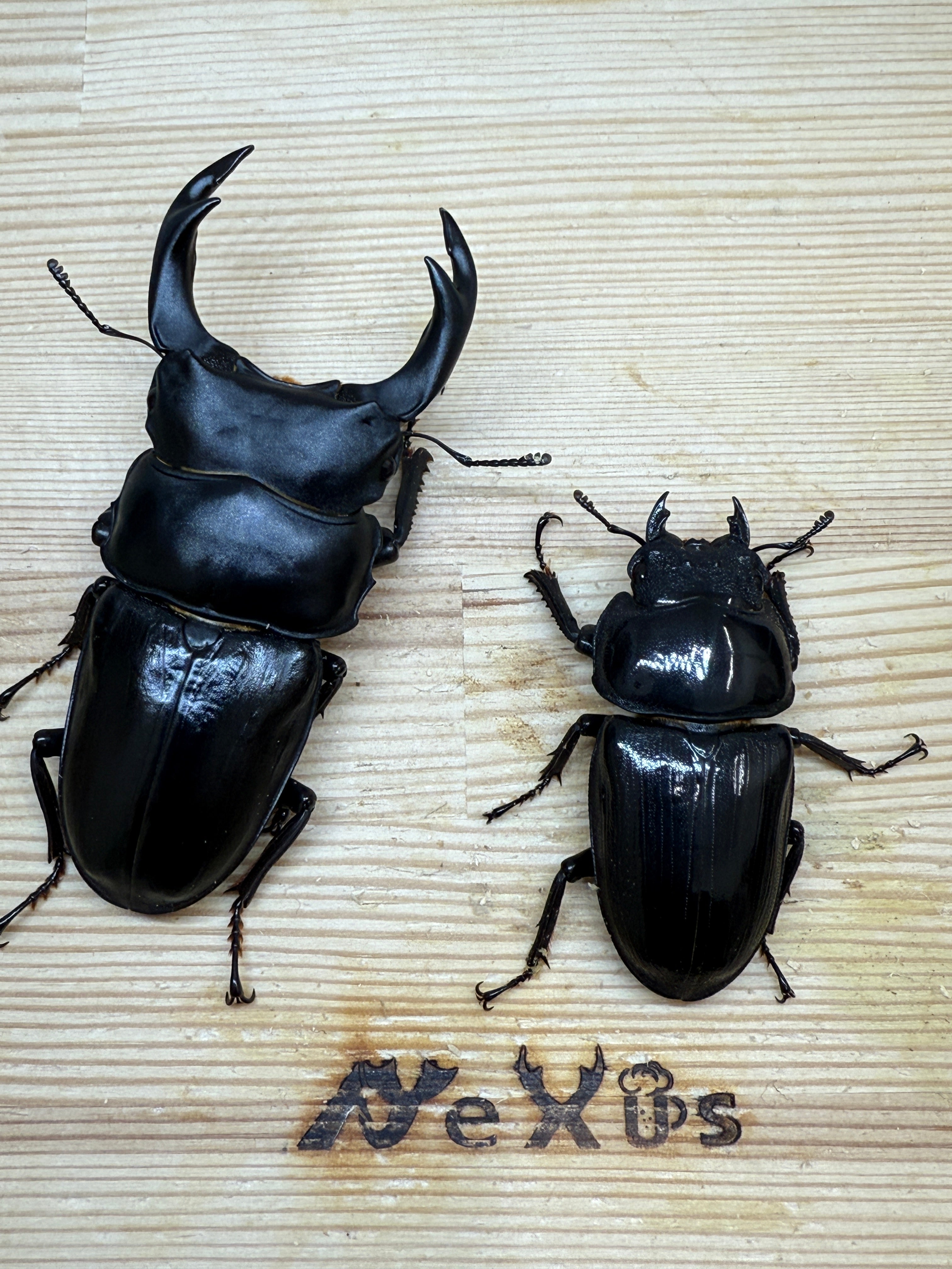 オオクワガタ 奈良輪川西 ♂79.1mm成虫ペア – 昆虫ショップNexus