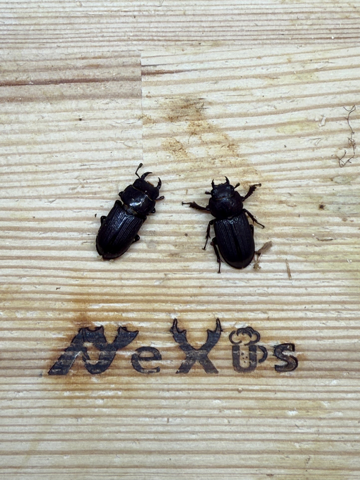 パラレルスオオクワガタ　♂freeサイズ成虫ペア