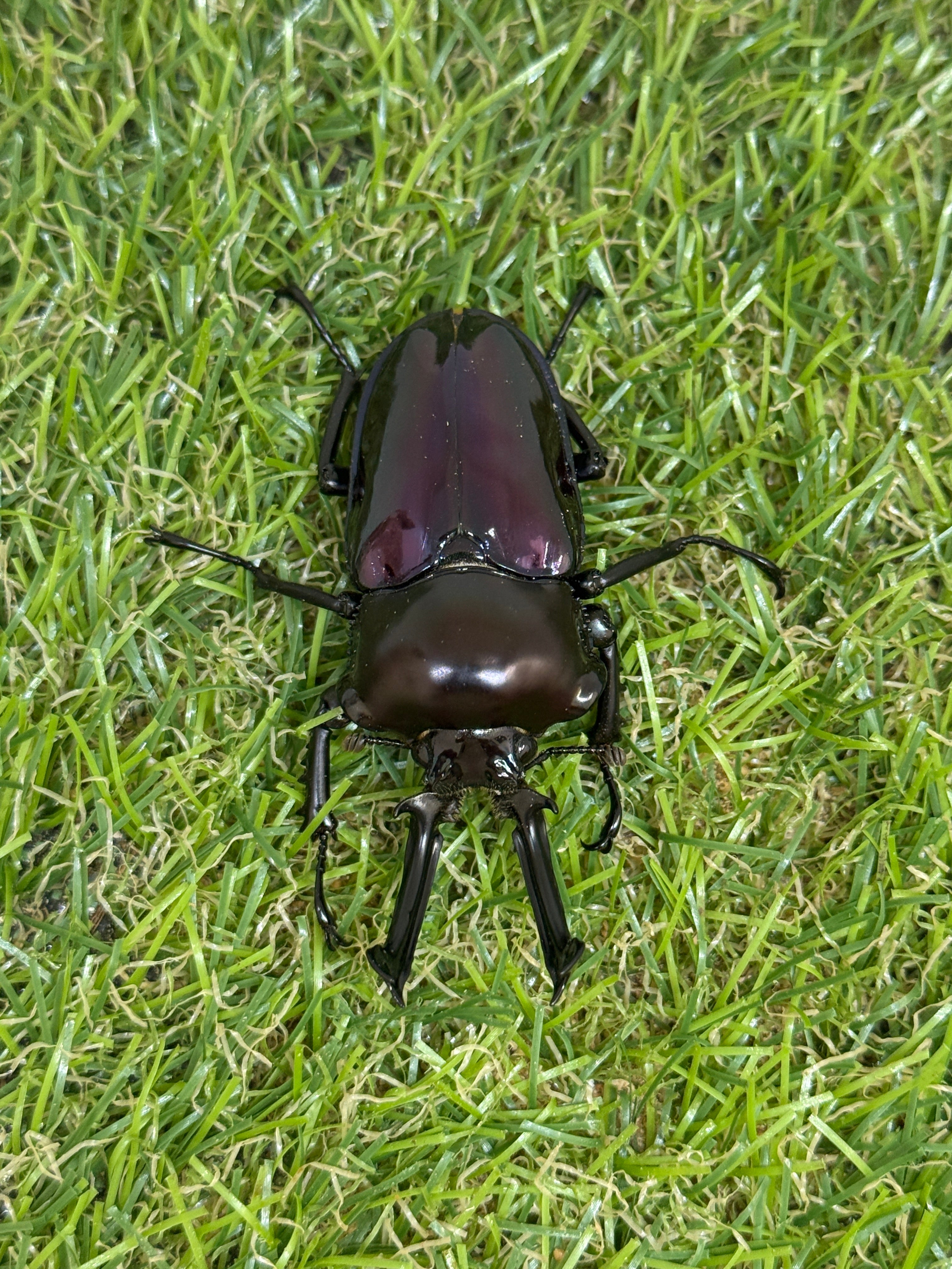 【コエポン】大型　特殊カラー　紫紺系ニジイロクワガタ　ペア　標本 ニジイロクワガタ 紫紺系 – HAWAIIAN BEETLE