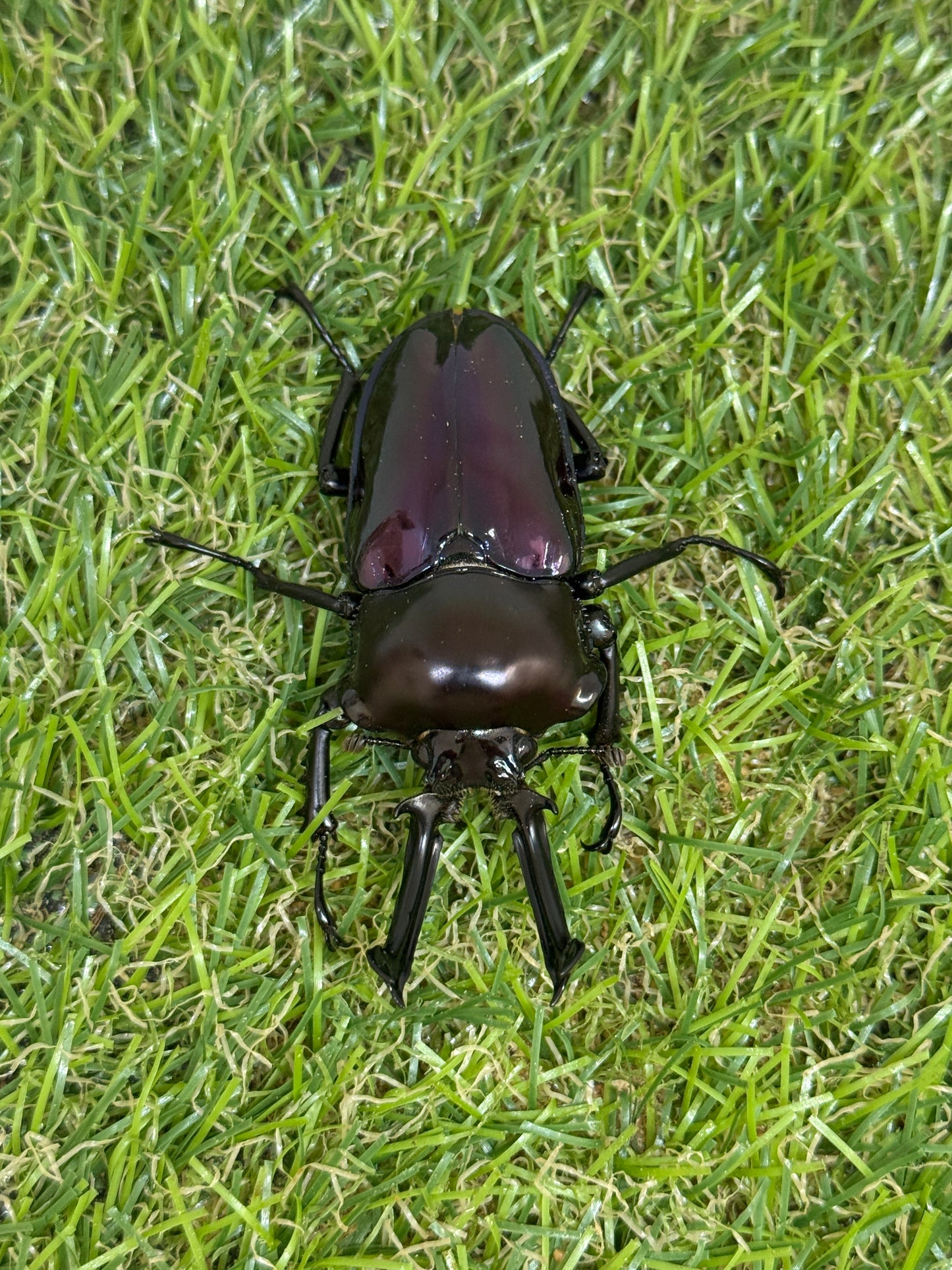 ニジイロクワガタ(紫紺血統)　♂59.6mm成虫ペア