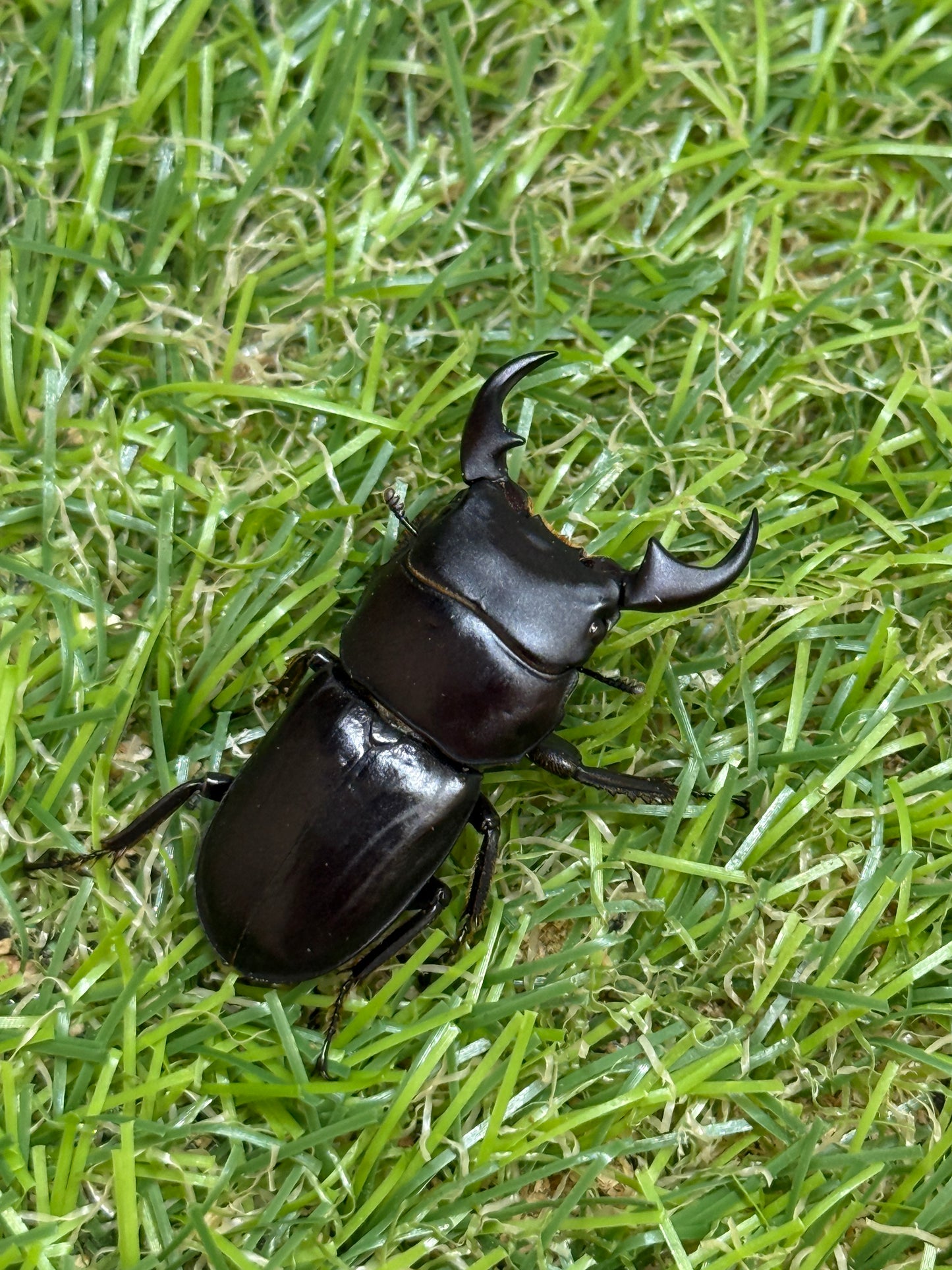 ミークヒラタクワガタ亜種ジャスミン　♂37.4mm成虫ペア