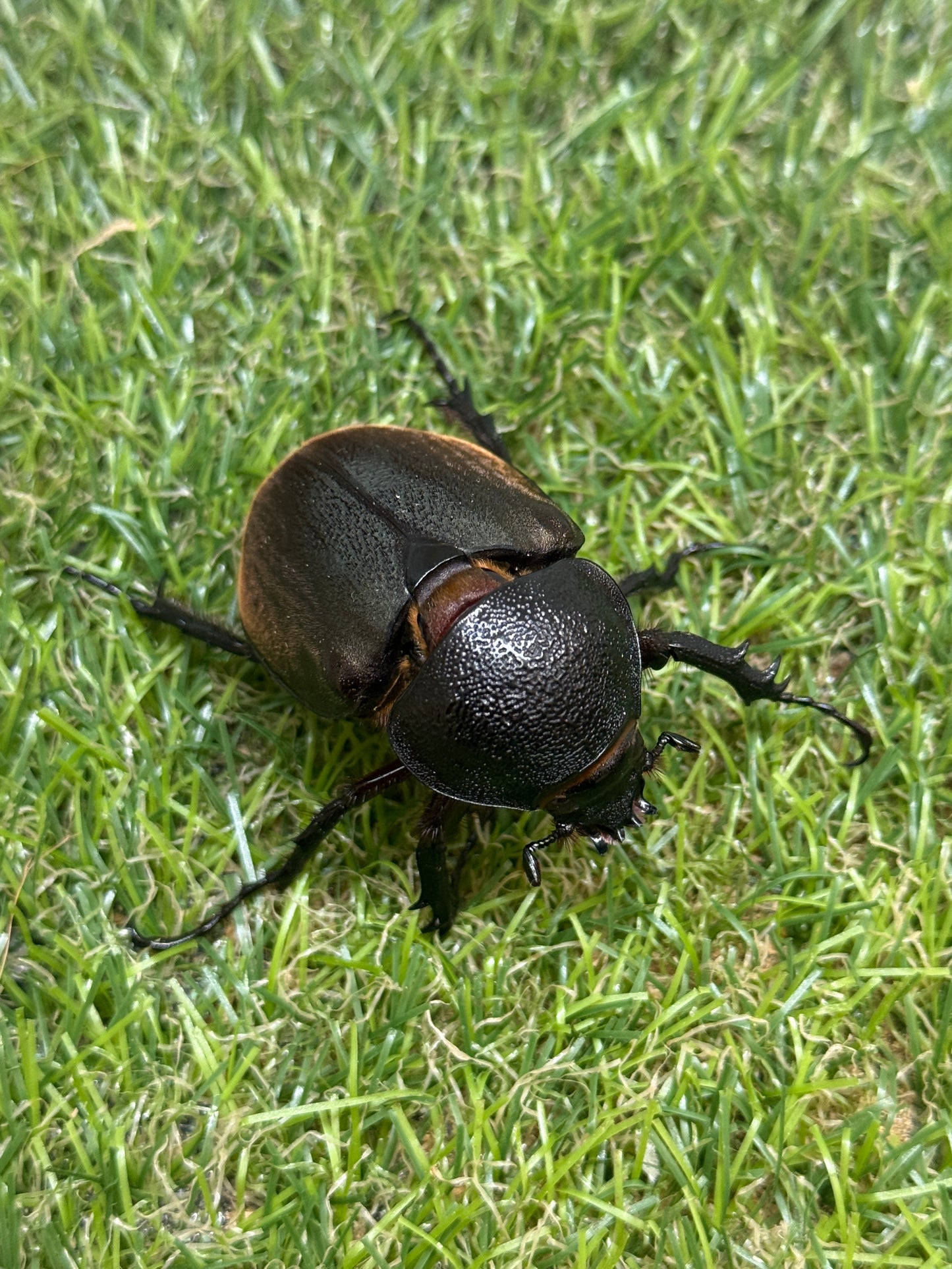 コーカサスオオカブト(西ジャワ　スカブミ)　♂108.6mm成虫ペア