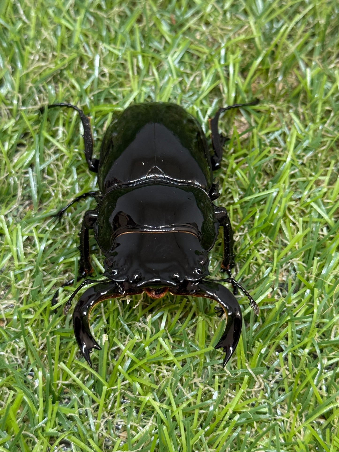 タランドゥスオオツヤクワガタ　♂68mm成虫ペア