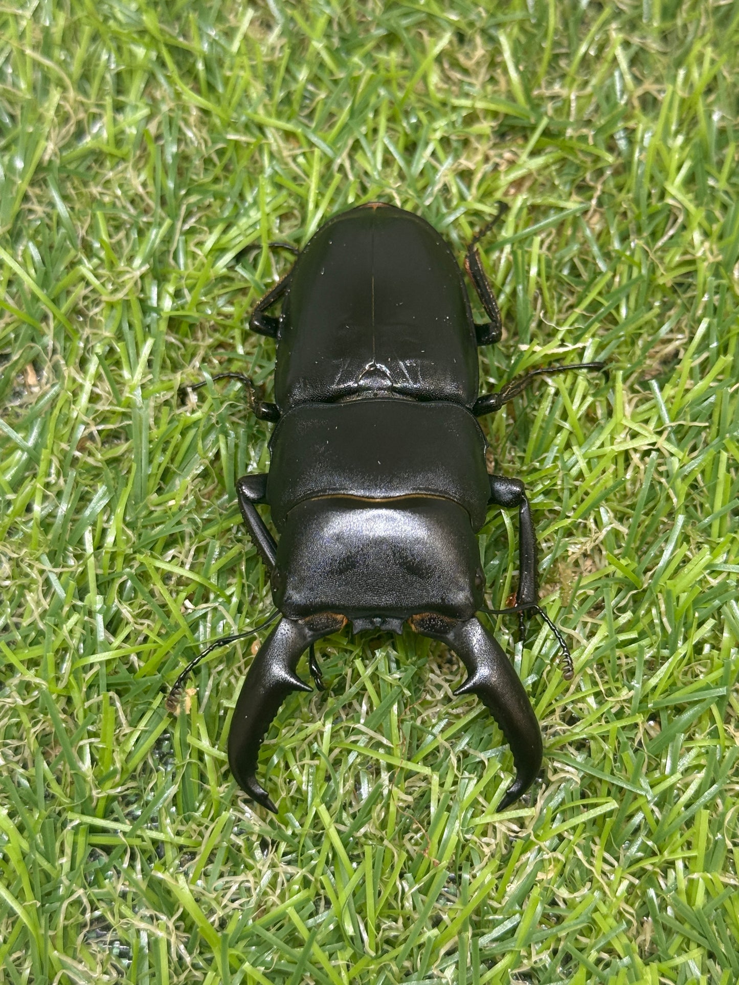 オキノエラブヒラタクワガタ　♂64.5mm単品