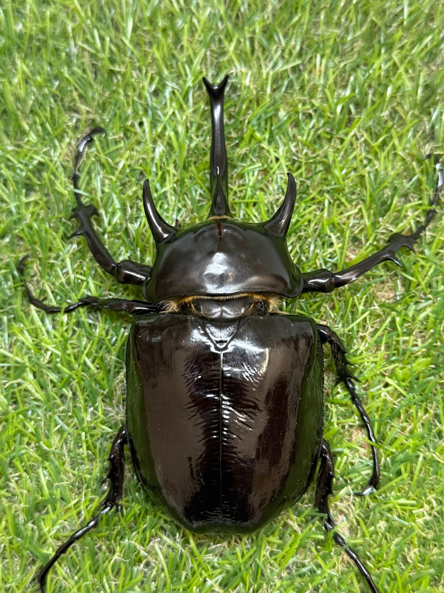 マルスゾウカブト　♂113mm成虫ペア