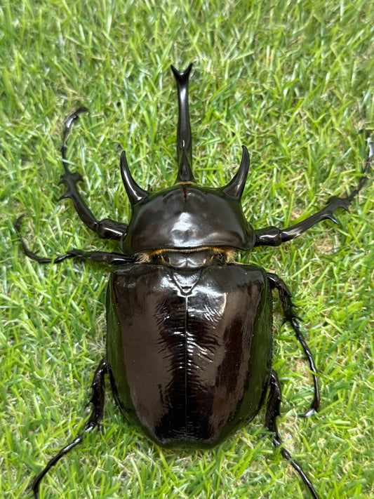 マルスゾウカブト　♂113mm成虫ペア