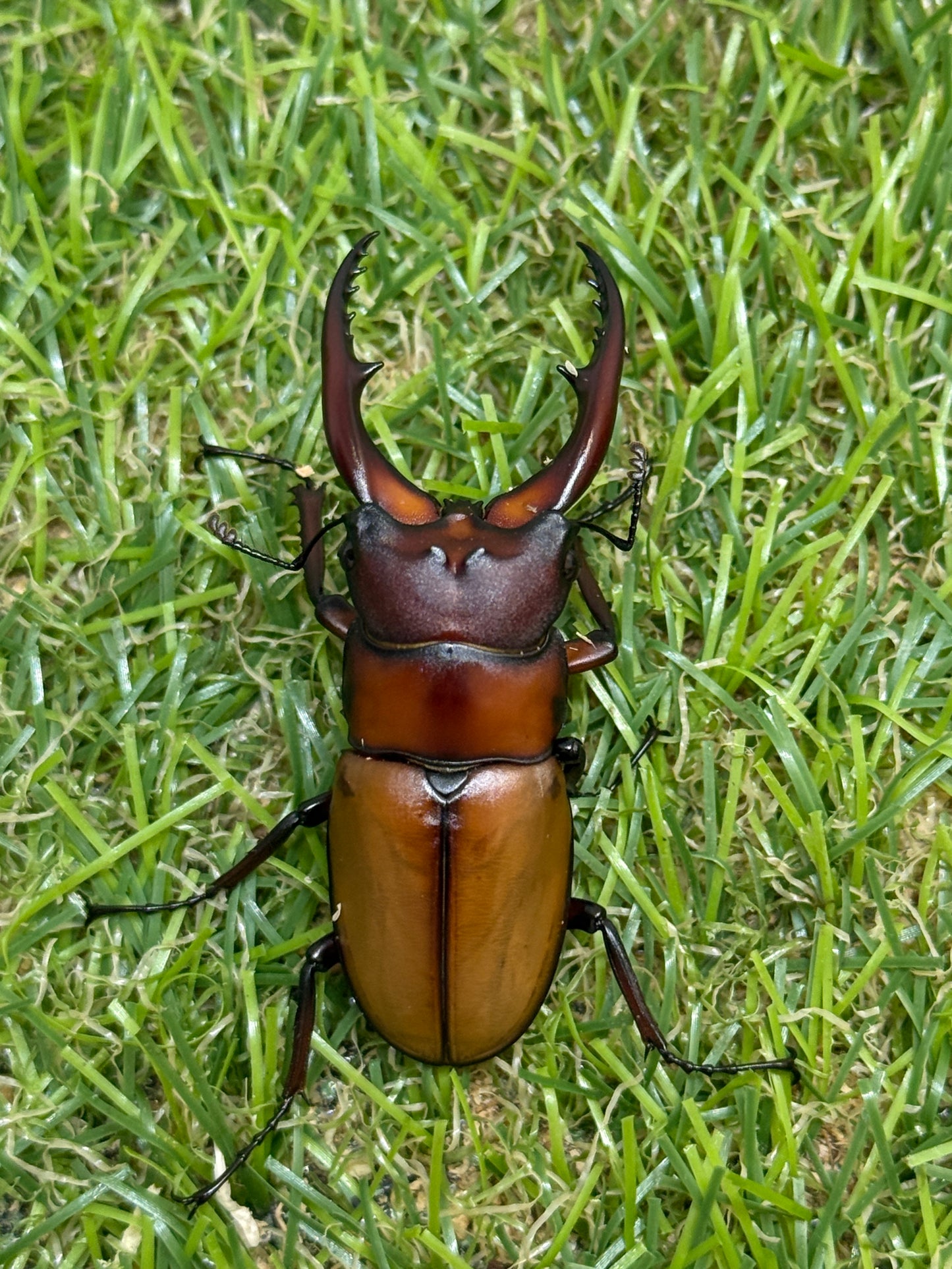 アスタコイデスノコギリクワガタ亜種カルベイ　♂50mm成虫ペア