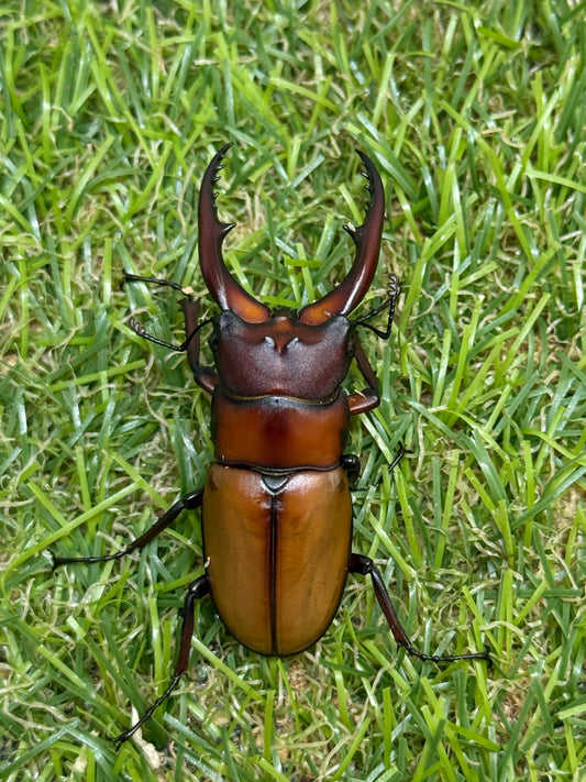 アスタコイデスノコギリクワガタ亜種カルベイ　♂50mm成虫ペア