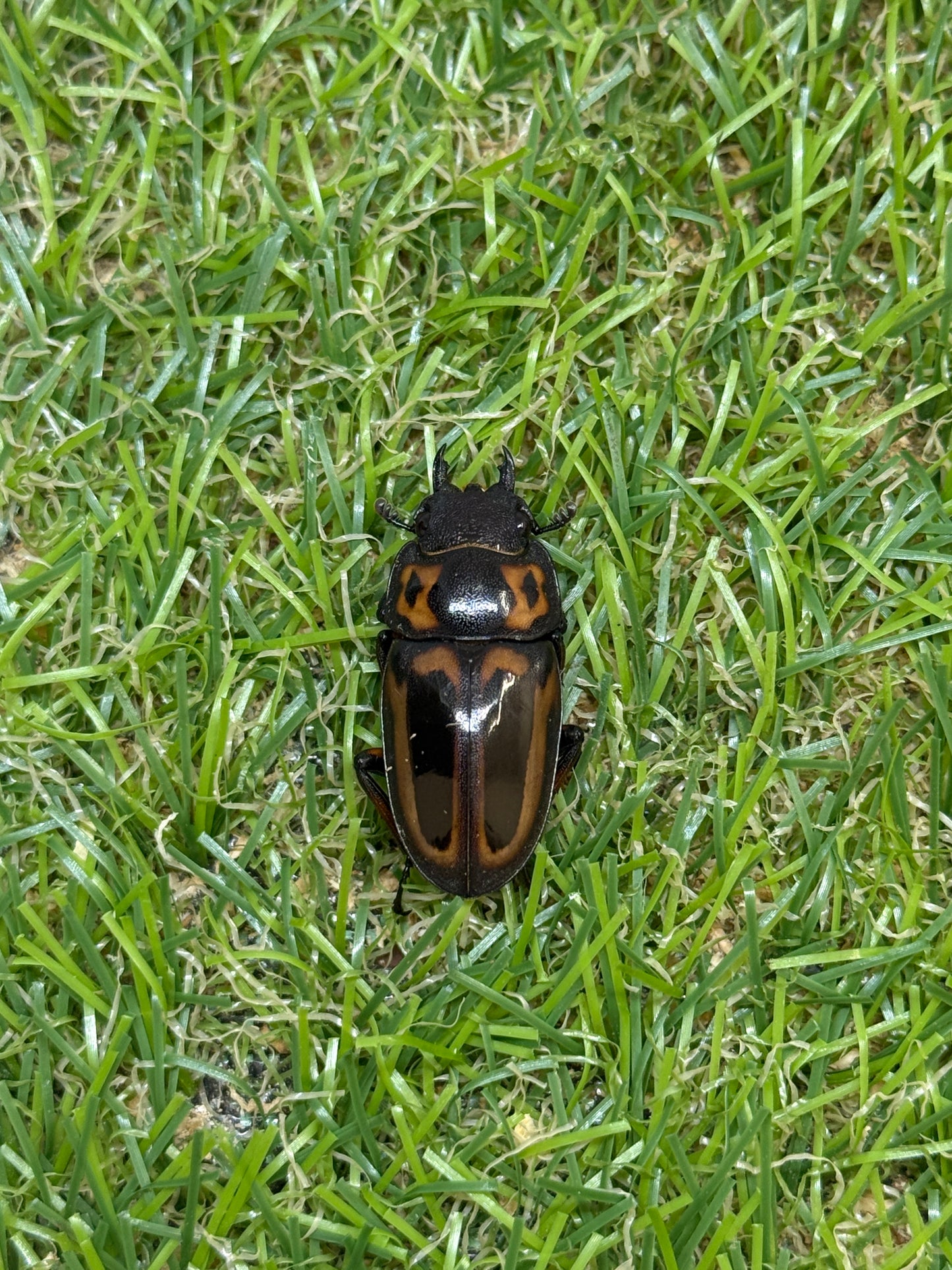 ゼブラノコギリクワガタ亜種ルソンエンシス　♂41mm成虫ペア