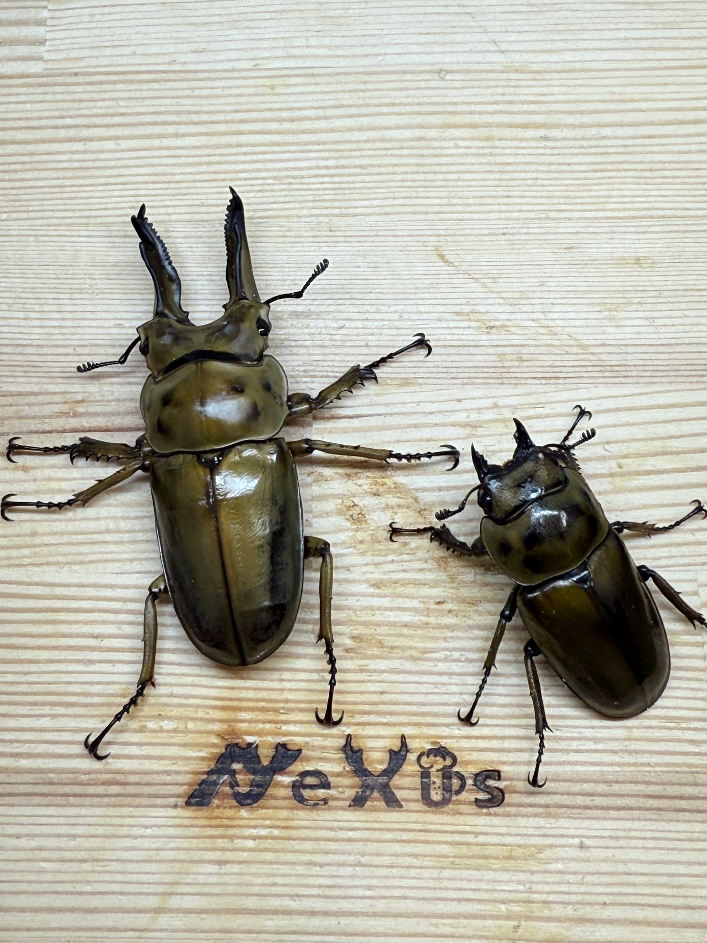 ババオウゴンオニクワガタ　♂71.6mm成虫ペア
