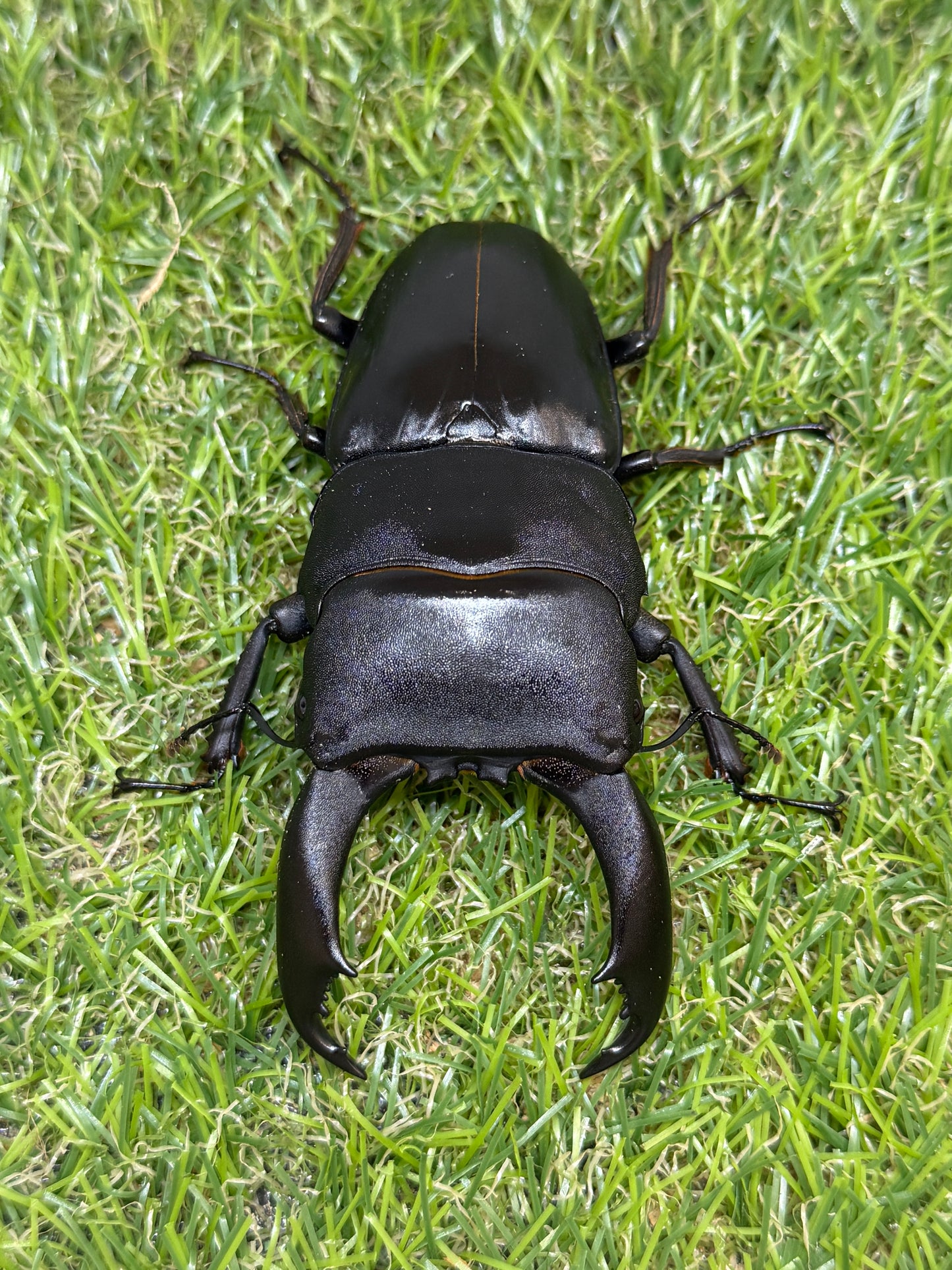 テイオウヒラタクワガタ　♂97mm成虫ペア