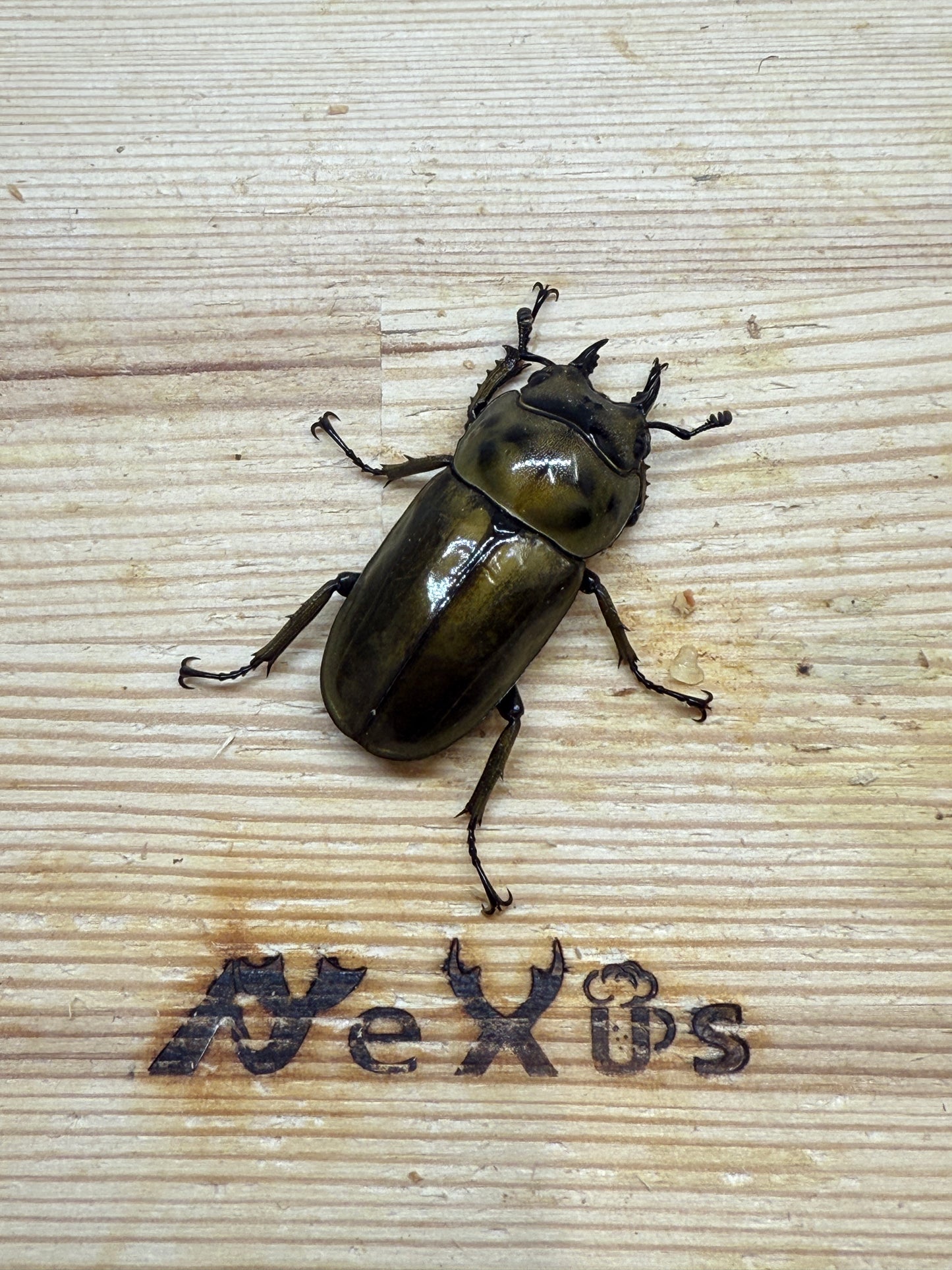ババオウゴンオニクワガタ　♀37mm単品