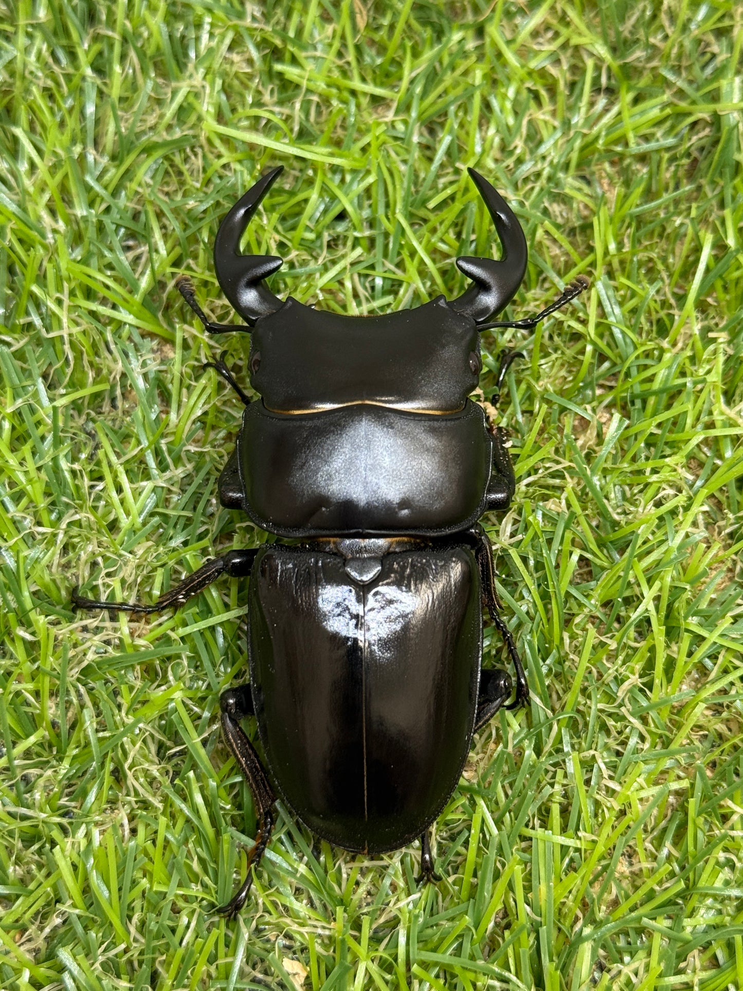 グランディスオオクワガタ　♂66.5mm成虫ペア