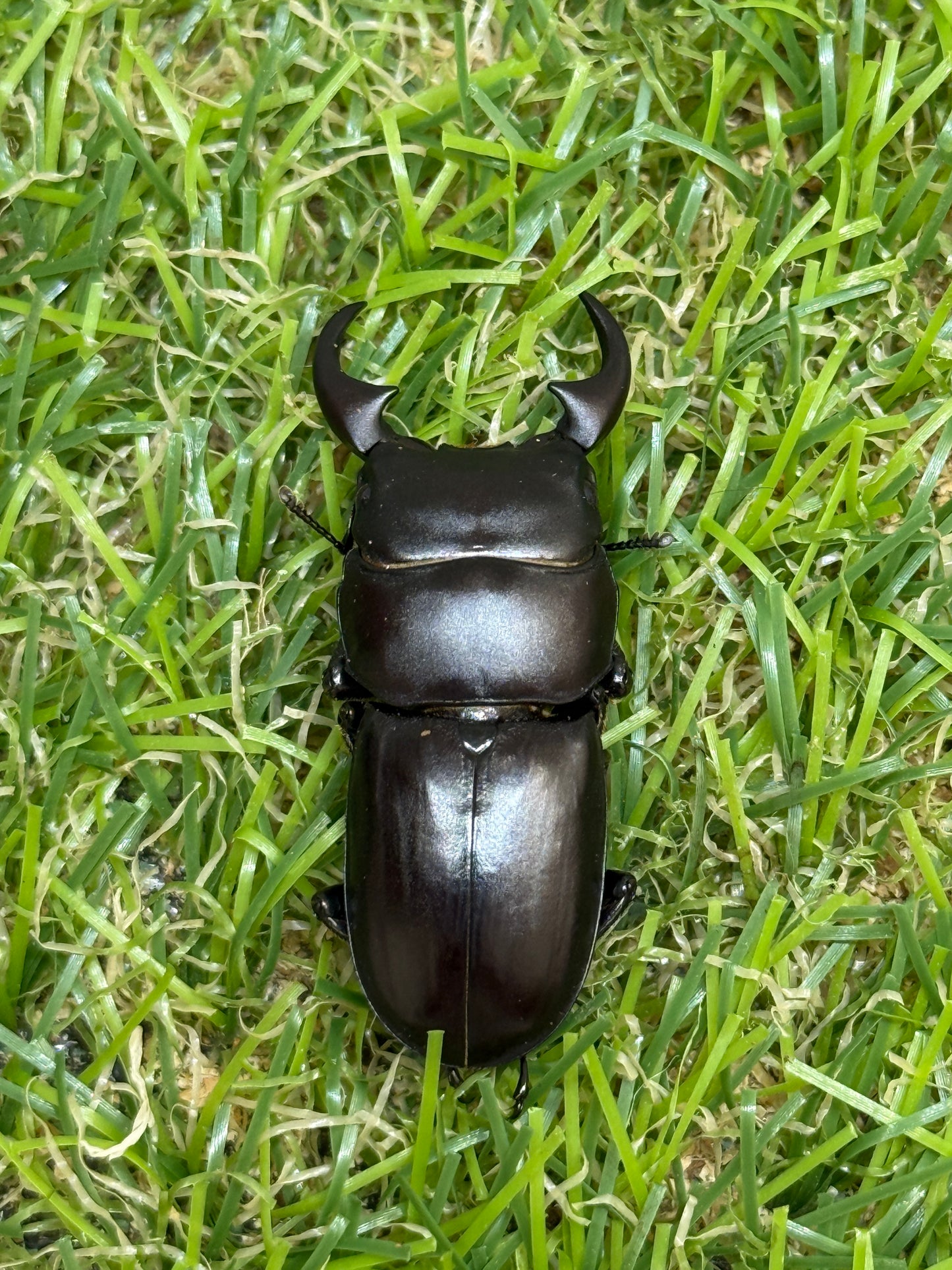 ミークヒラタクワガタ亜種ジャスミン　♂36.5mm成虫ペア