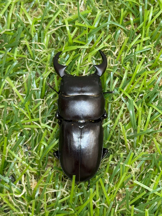 ミークヒラタクワガタ亜種ジャスミン　♂36.5mm成虫ペア