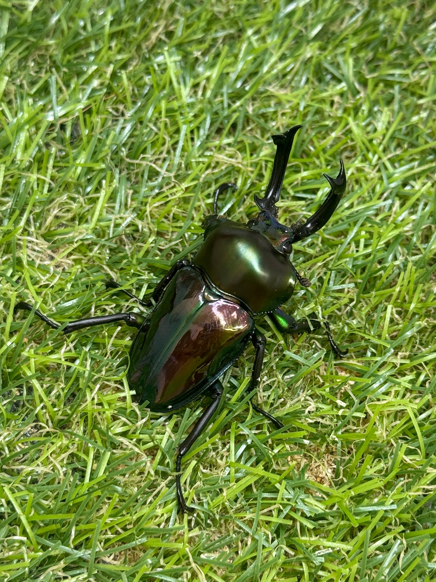 ニジイロクワガタ　♂50mm成虫ペア