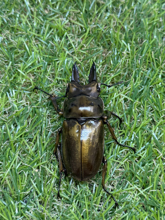 ババオウゴンオニクワガタ　♂52mm成虫ペア