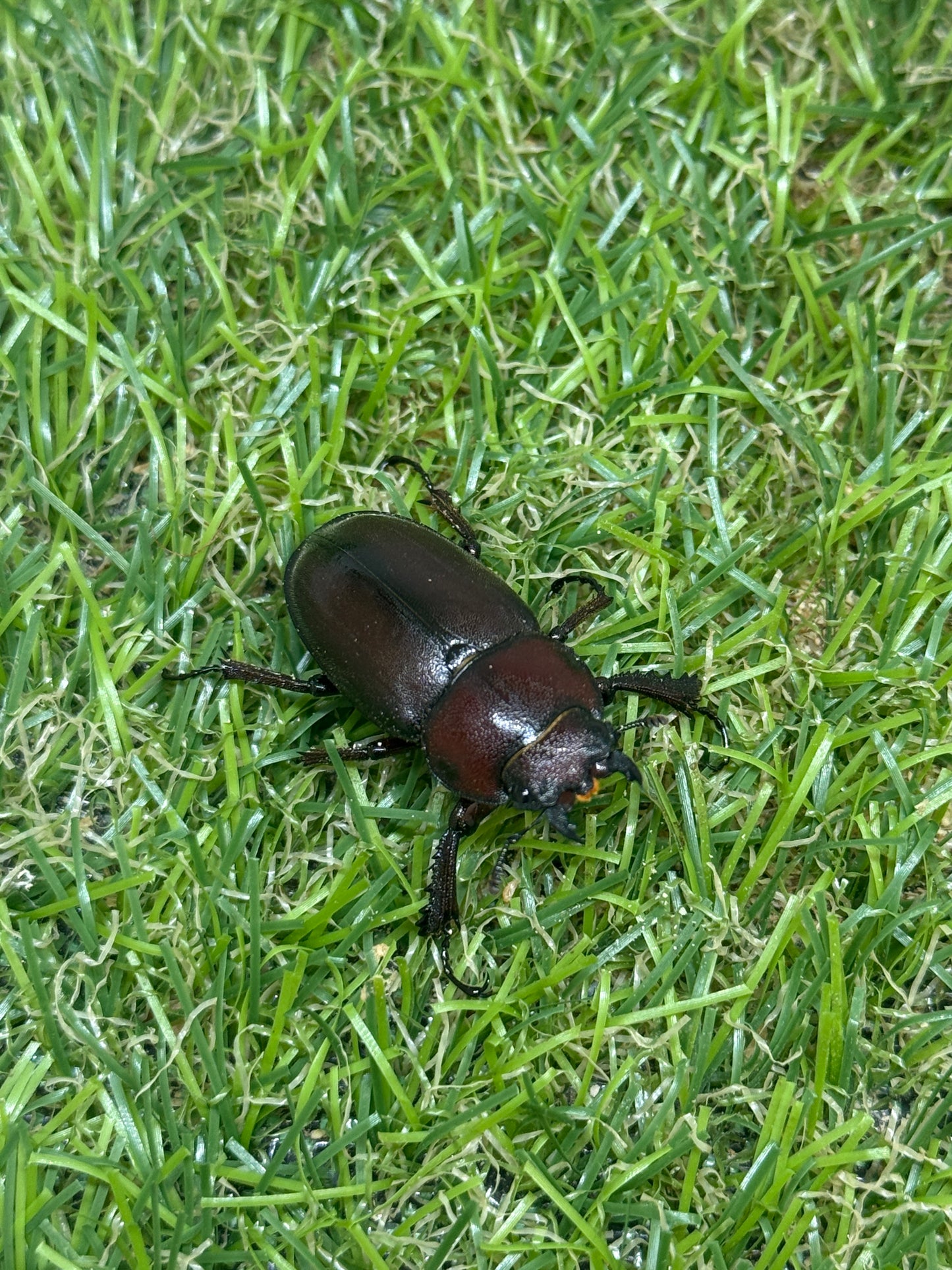 ヤクシマノコギリクワガタ　♂55mm成虫ペア
