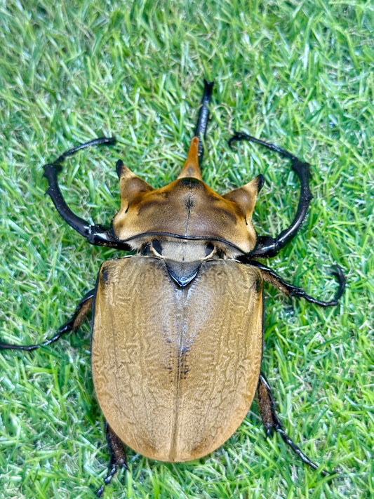 イイジマゾウカブト　♂115mm成虫ペア