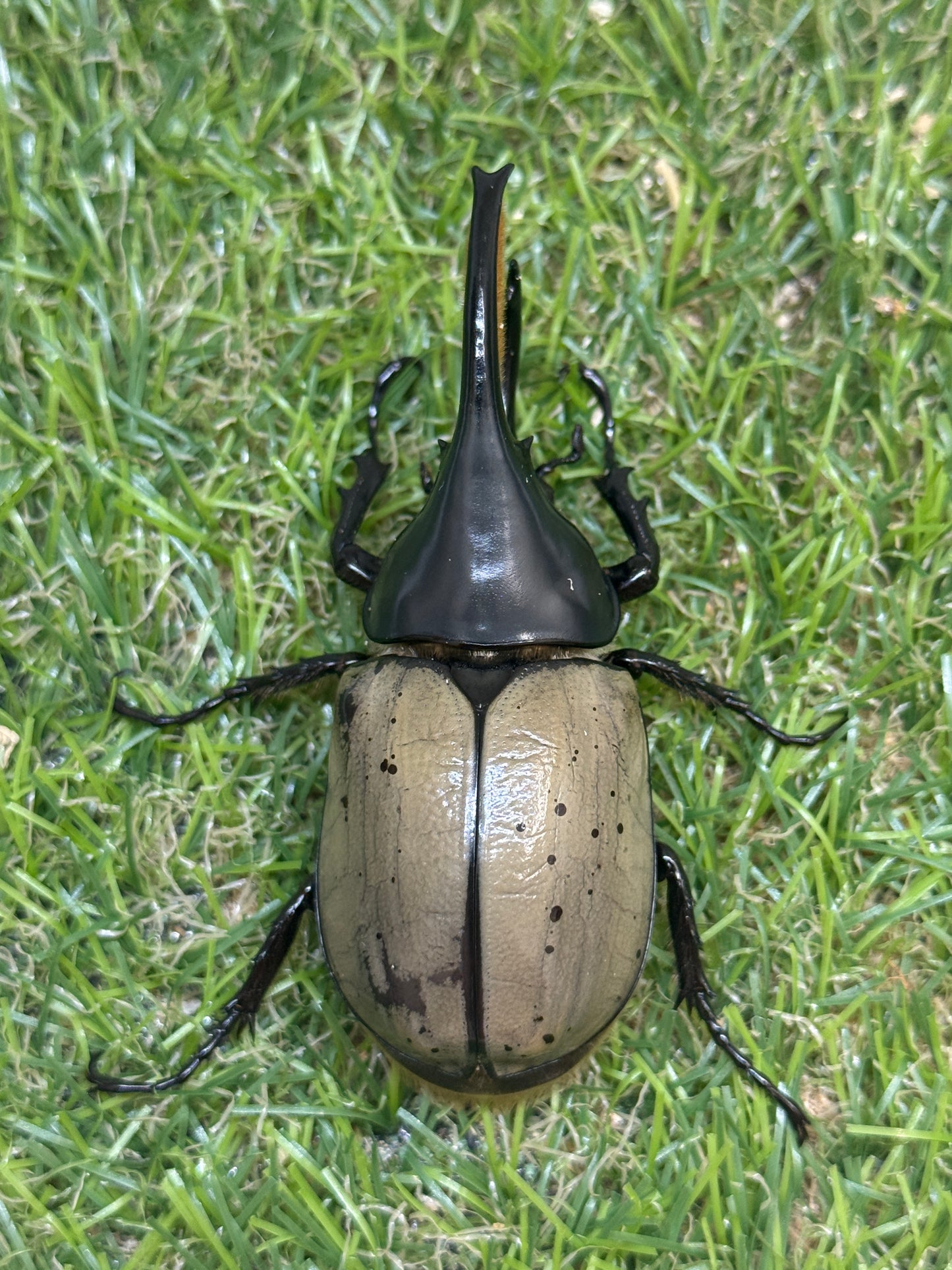 グラントシロカブト　♂72mm成虫ペア