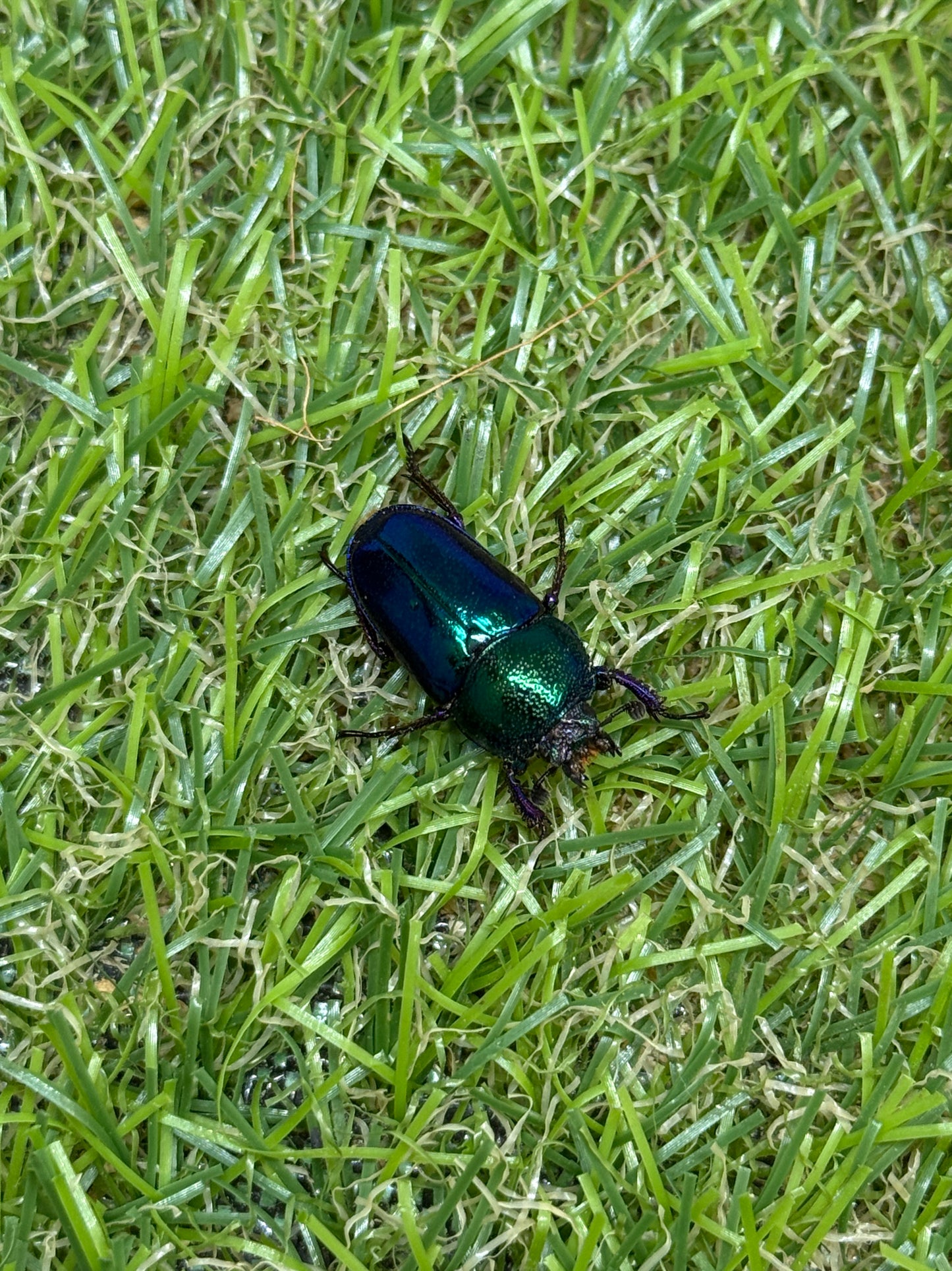 パプアキンイロクワガタ　♂freeサイズ成虫ペア