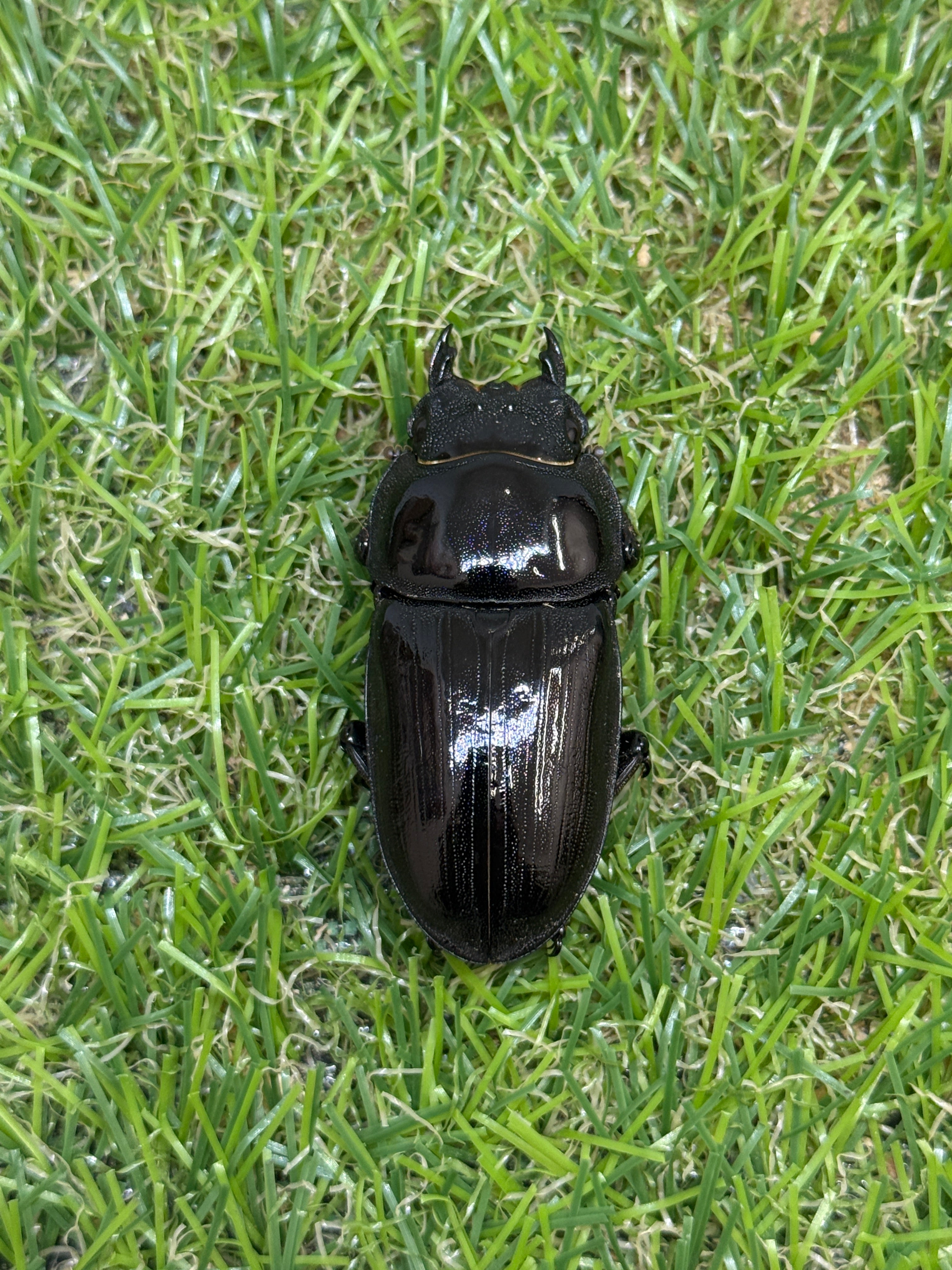 オオクワガタ 奈良輪川西ちなみ血統 ♂71mm成虫ペア – 昆虫ショップNexus