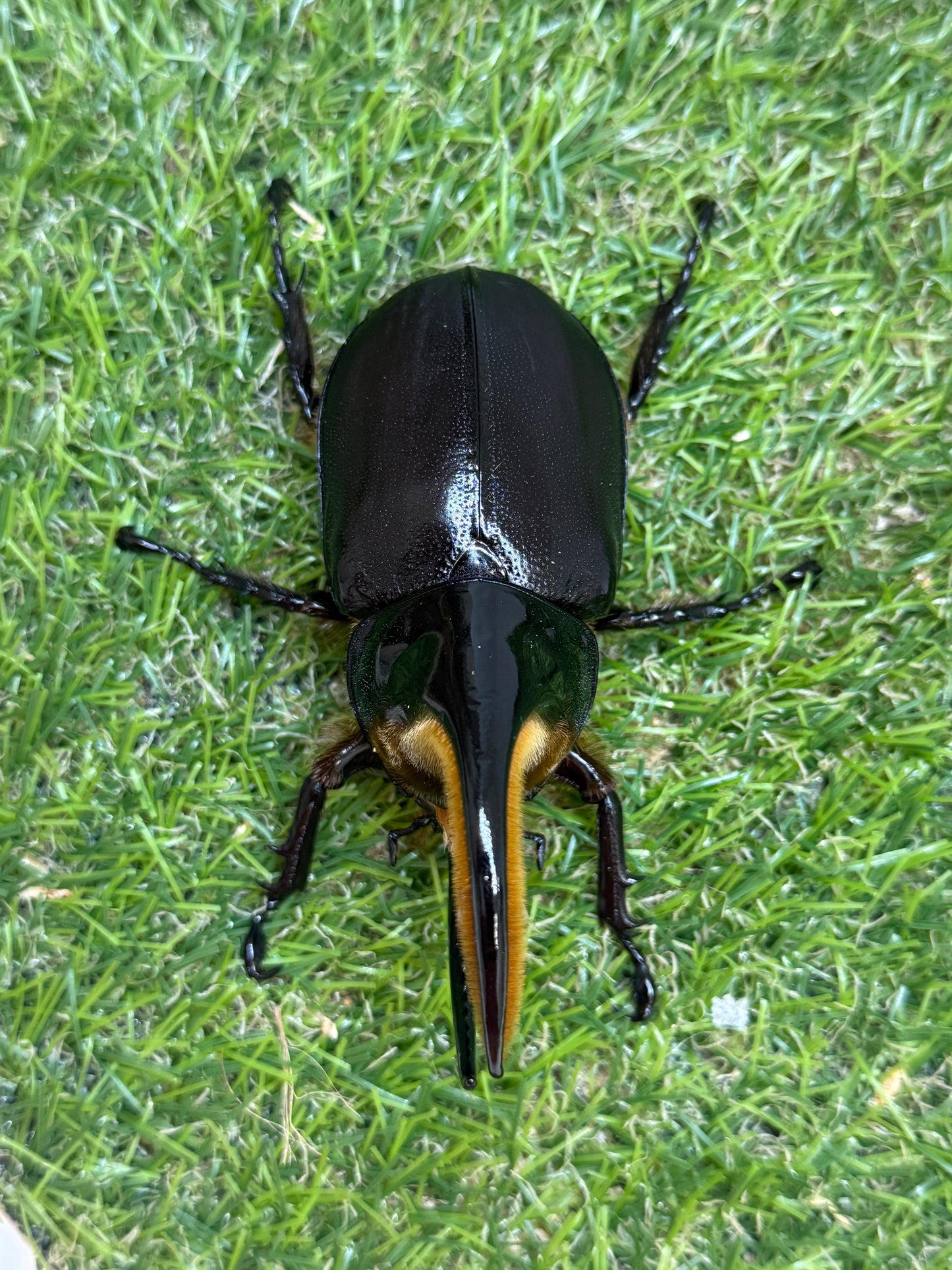 サタンオオカブト　♂92.5mm成虫ペア