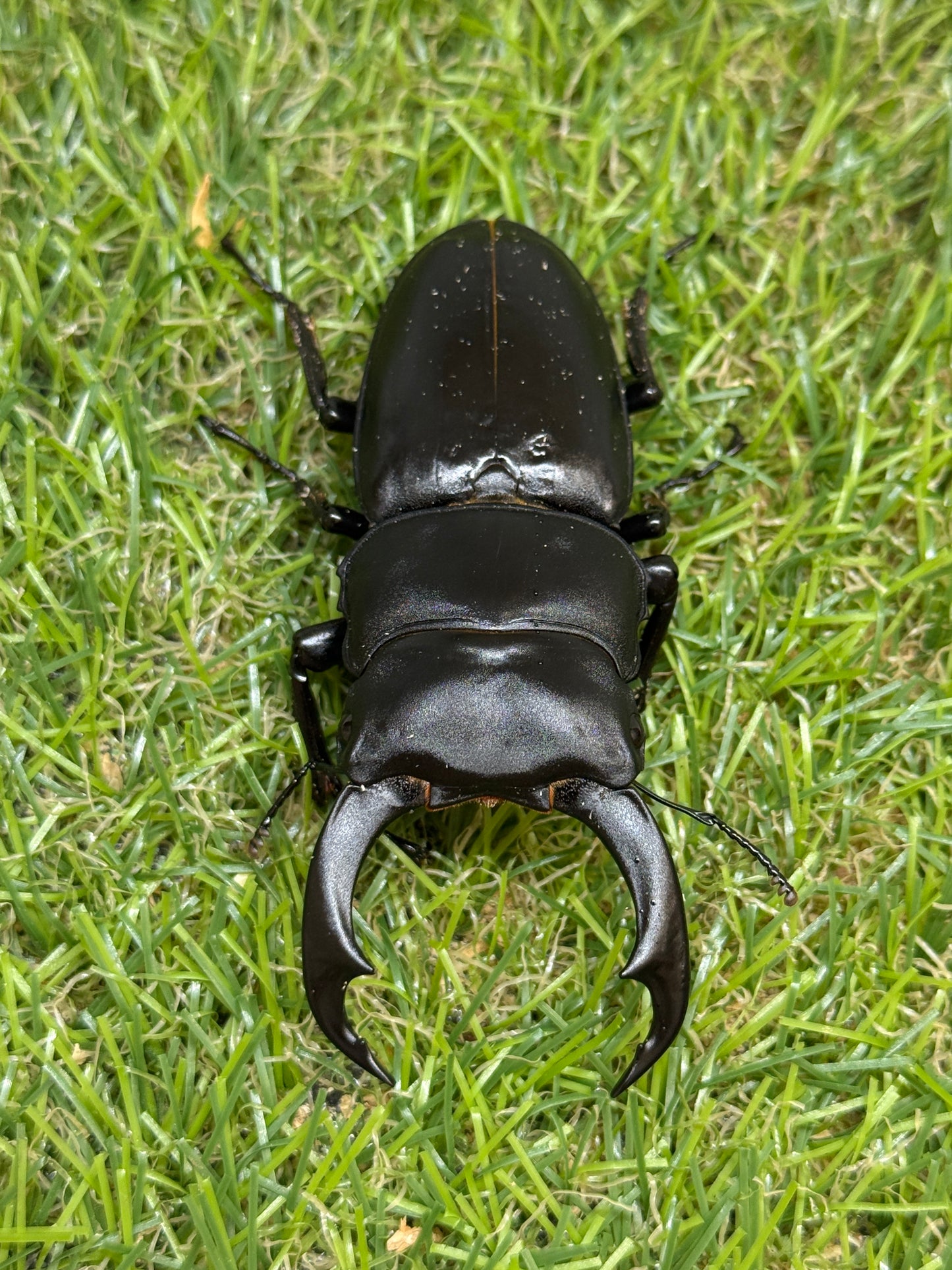 シェンクリングオオクワガタ　♂75.5mm成虫ペア