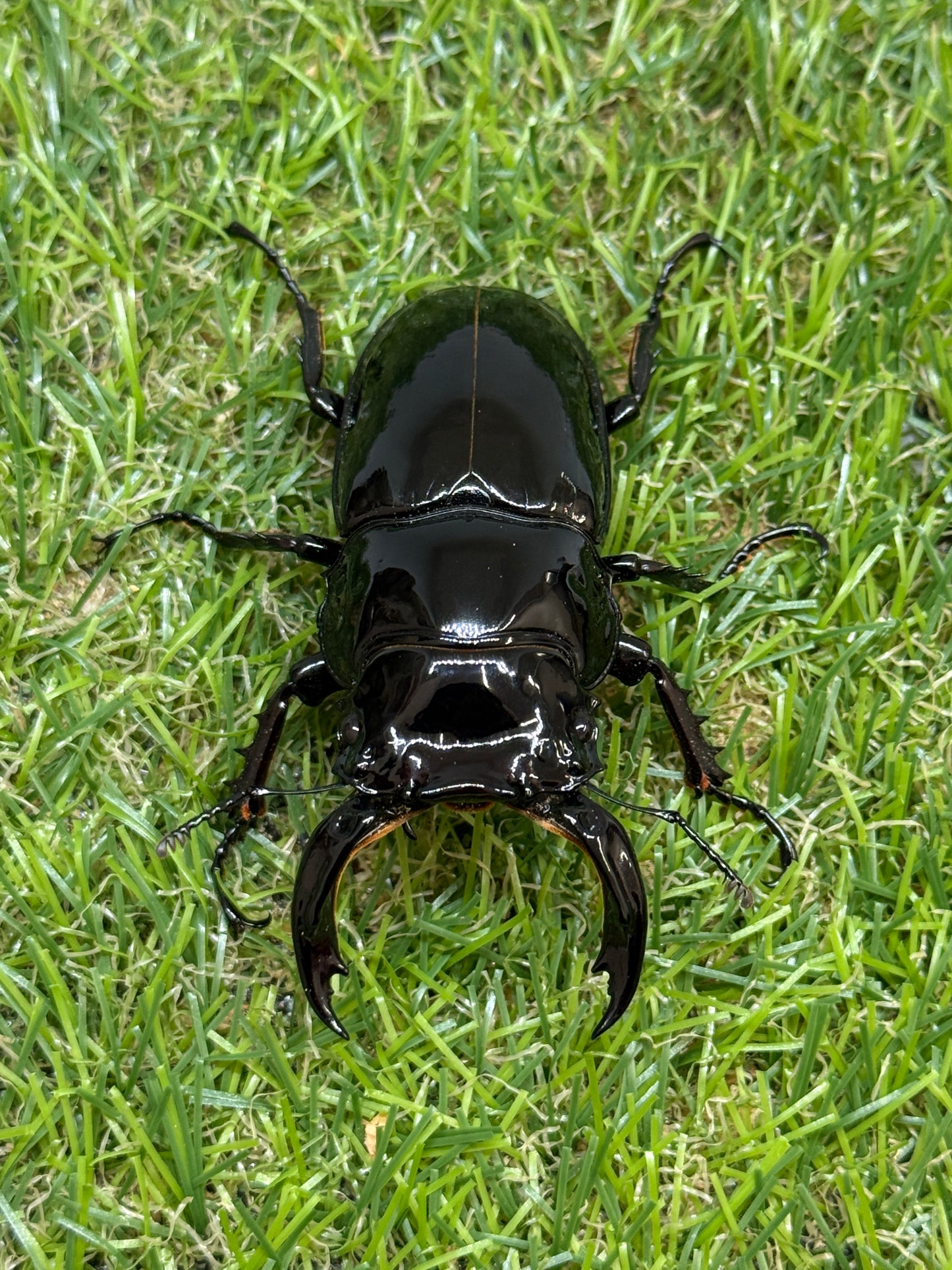 レギウスオオツヤクワガタ　♂72.5mm成虫ペア