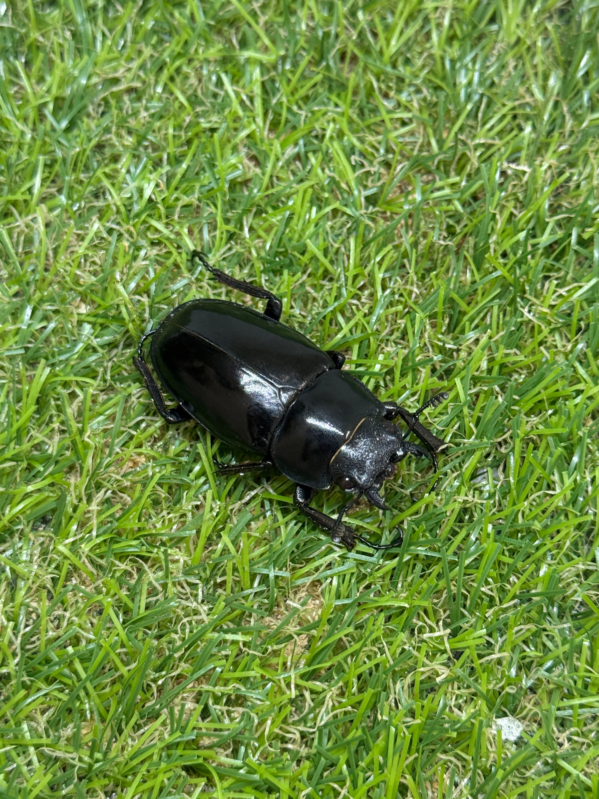 ギラファノコギリクワガタ　ニシカワイ　♂82mm成虫ペア