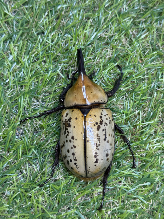 ティティウスシロカブト　♂66mm成虫ペア